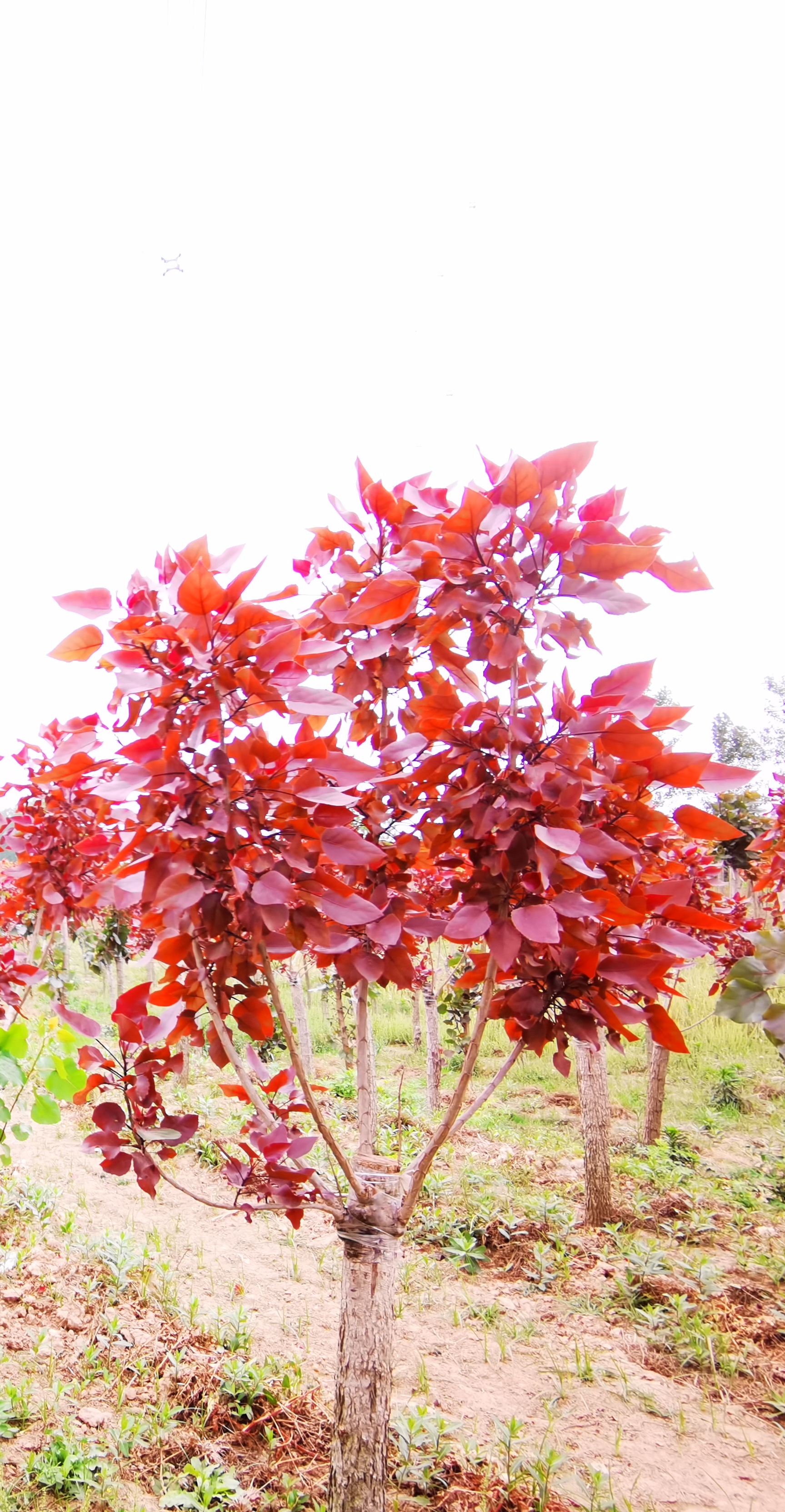 商丘虞城:红叶杨的发源地