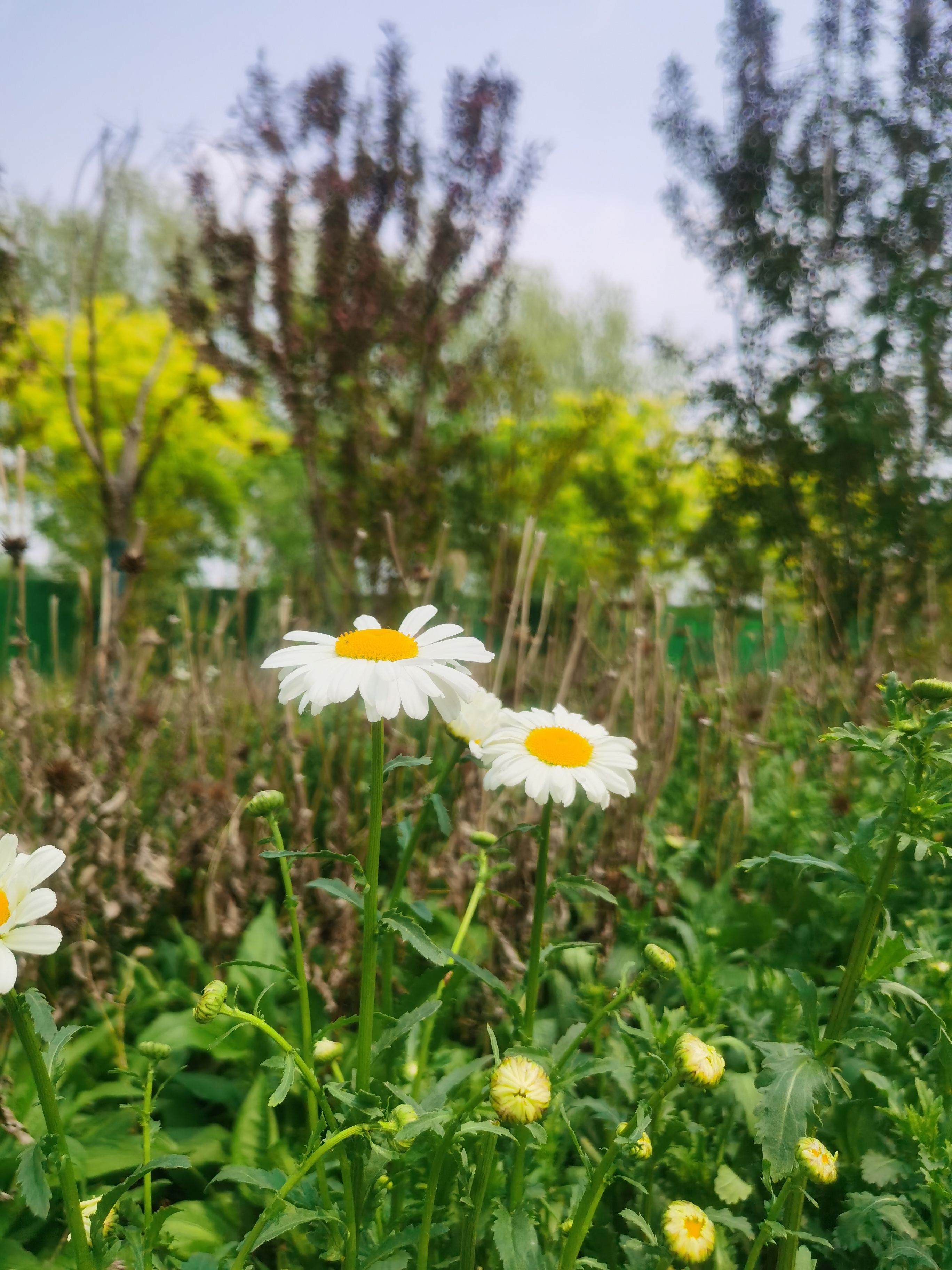 9096步入紫色仙境,这片鼠尾草花海让我心醉神迷!