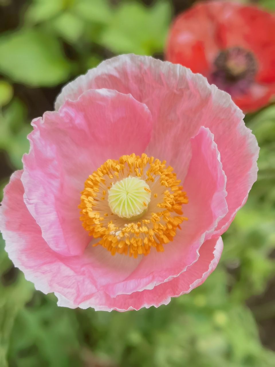 跟罂粟差别还是很大的,这个在很多地方都被做成花海美化环境!