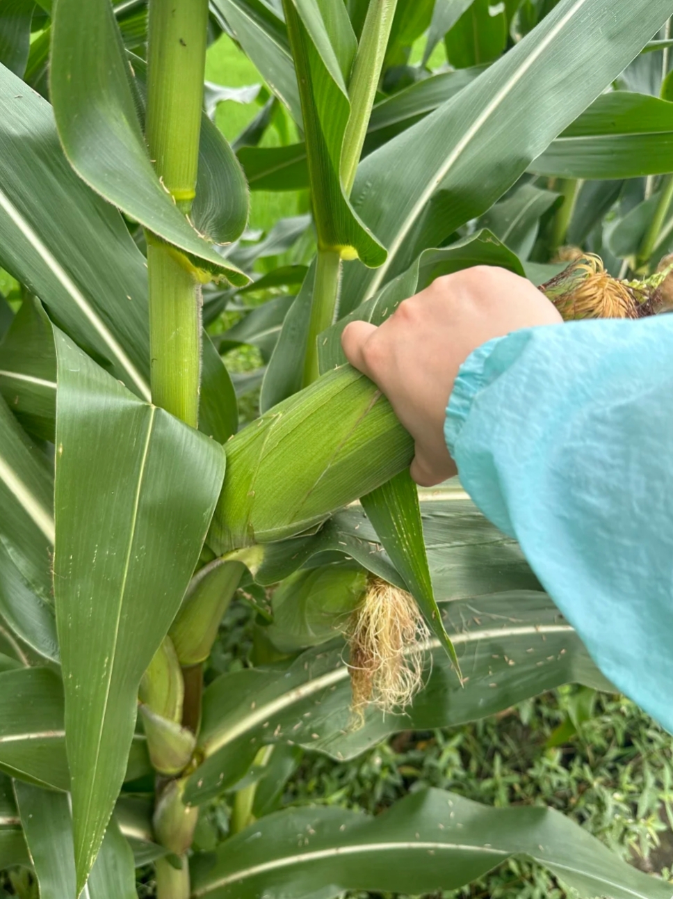 上个月有一位游客掰了农民一颗玉米,被村民发现,女游客说愿意掏钱买下