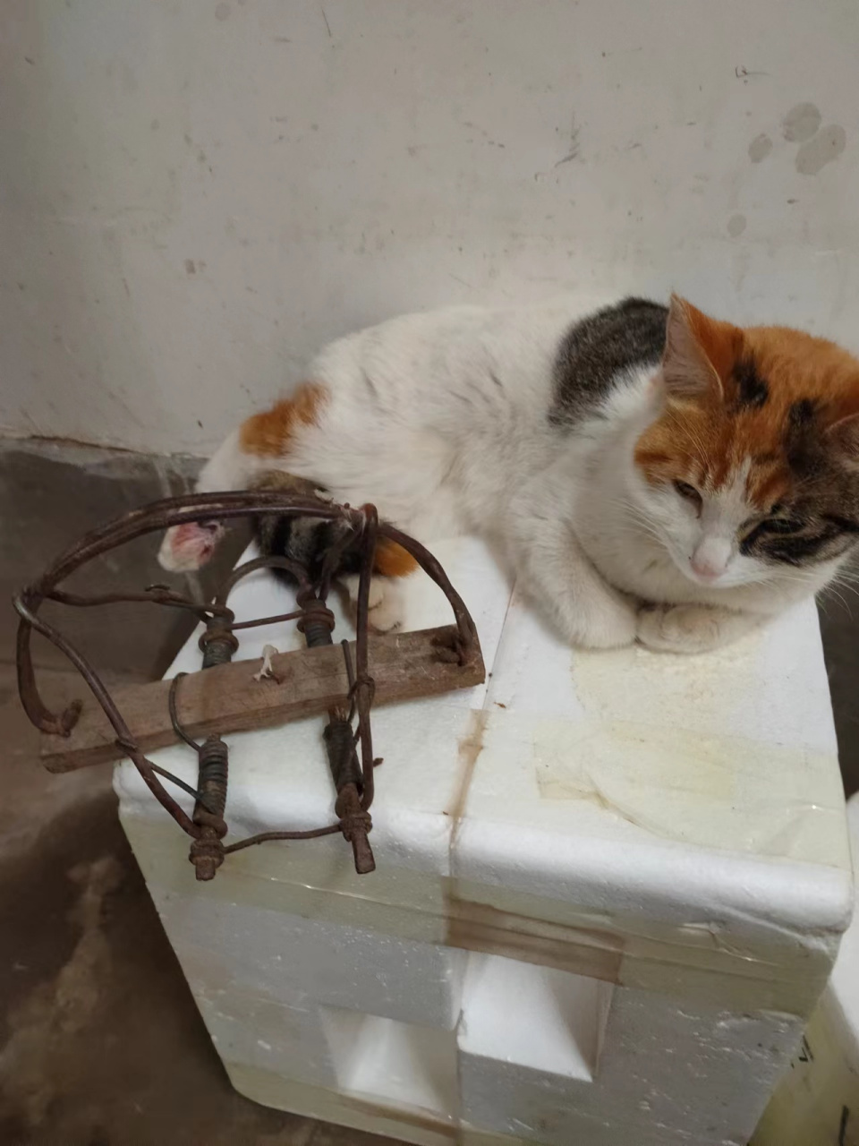 猫妈妈外出遭铁夹断腿,五昼夜带夹具回归 刚当妈妈十天的猫咪外出未归