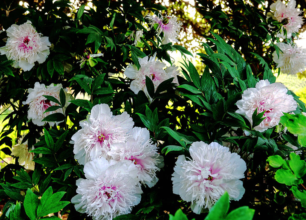 原来是牡丹少见的托桂型品种,花开粉白色,内瓣明显小于外瓣,类似菊