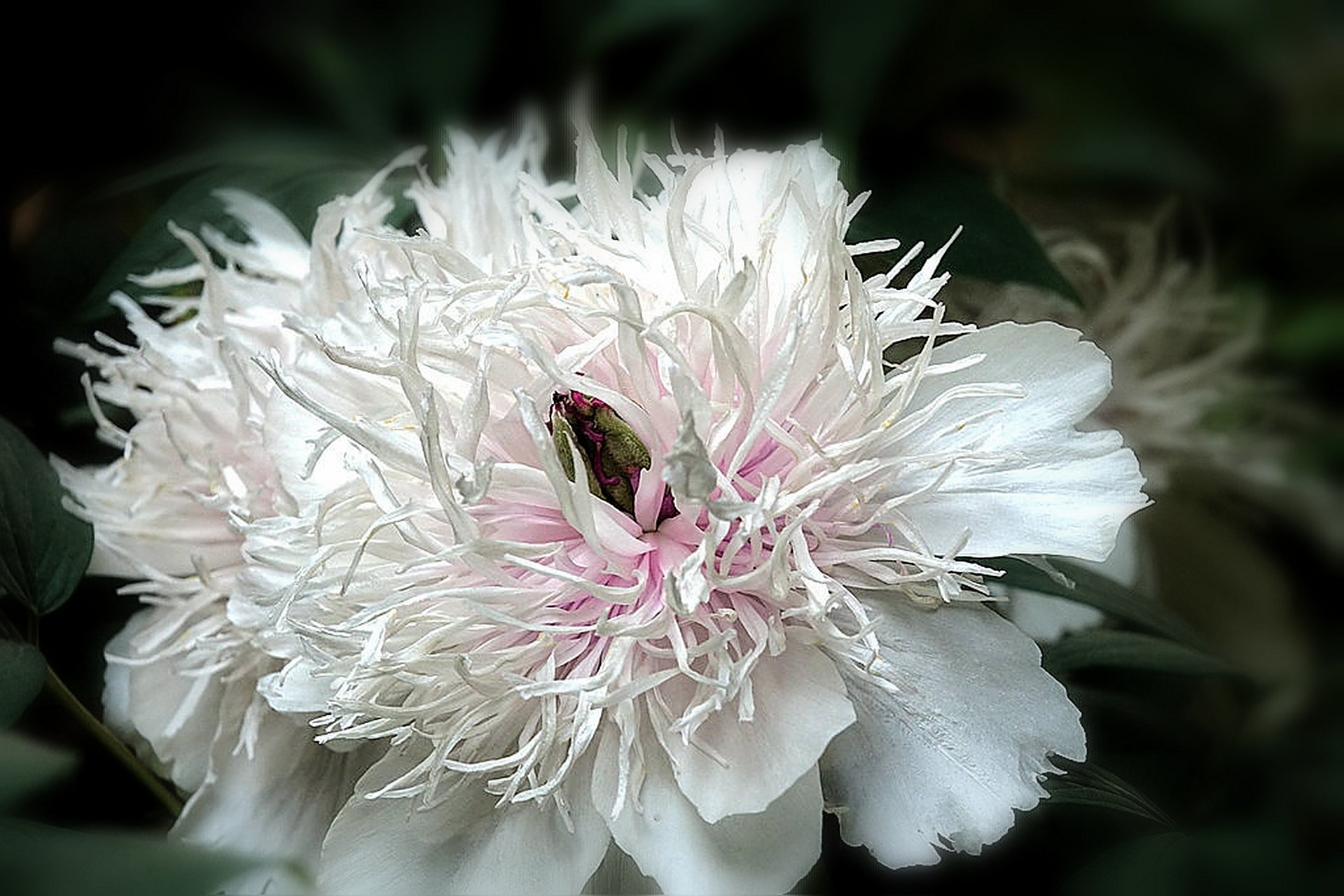 原来是牡丹少见的托桂型品种,花开粉白色,内瓣明显小于外瓣,类似菊