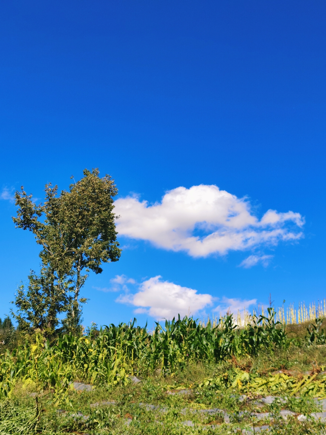 农村的傍晚多好看. 蓝天白云下,我站在田埂上,风吹过,带来丝丝凉意