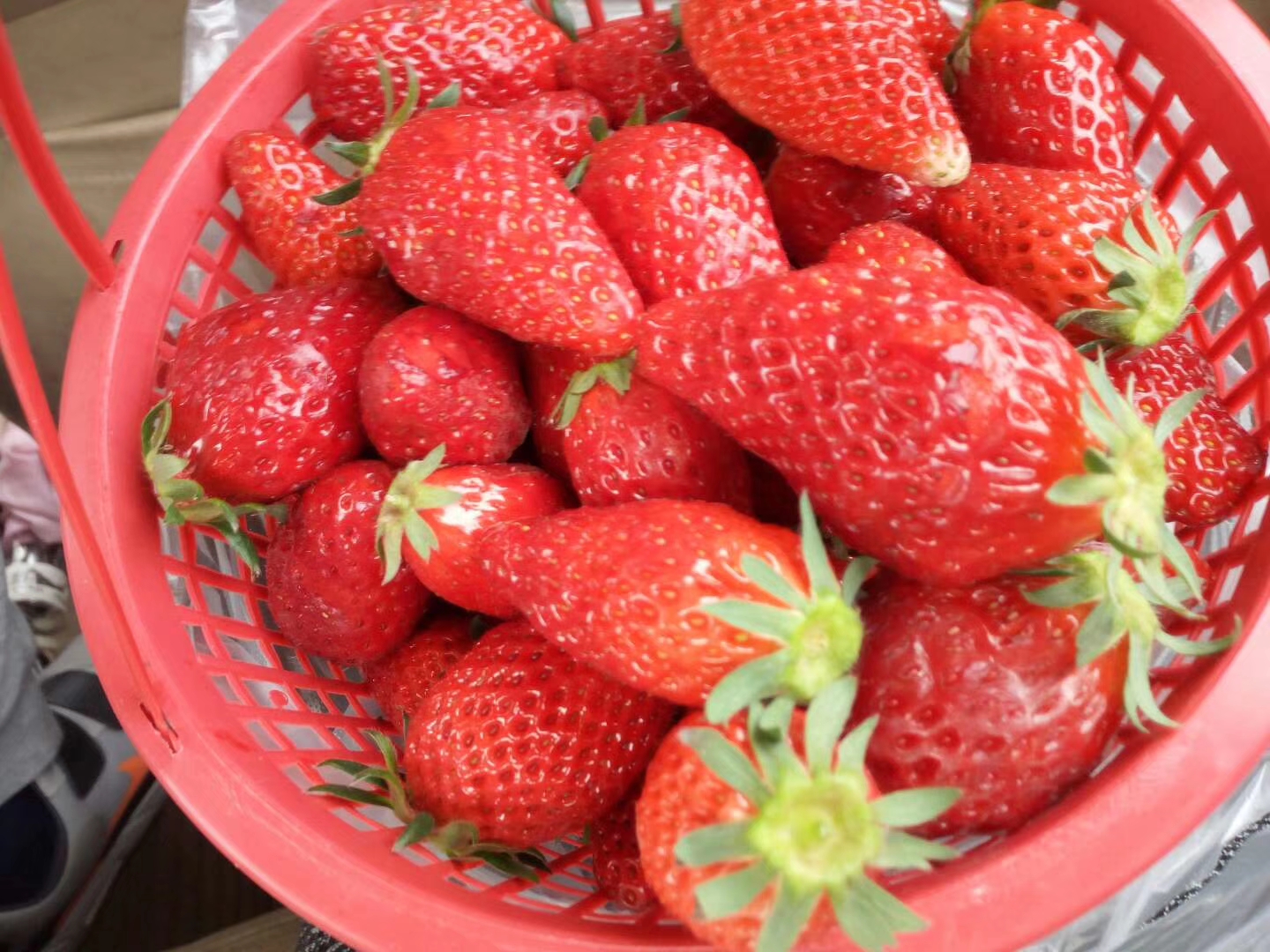 你们有收获吗?我是收获到了一大篮子新鲜诱人的草莓.