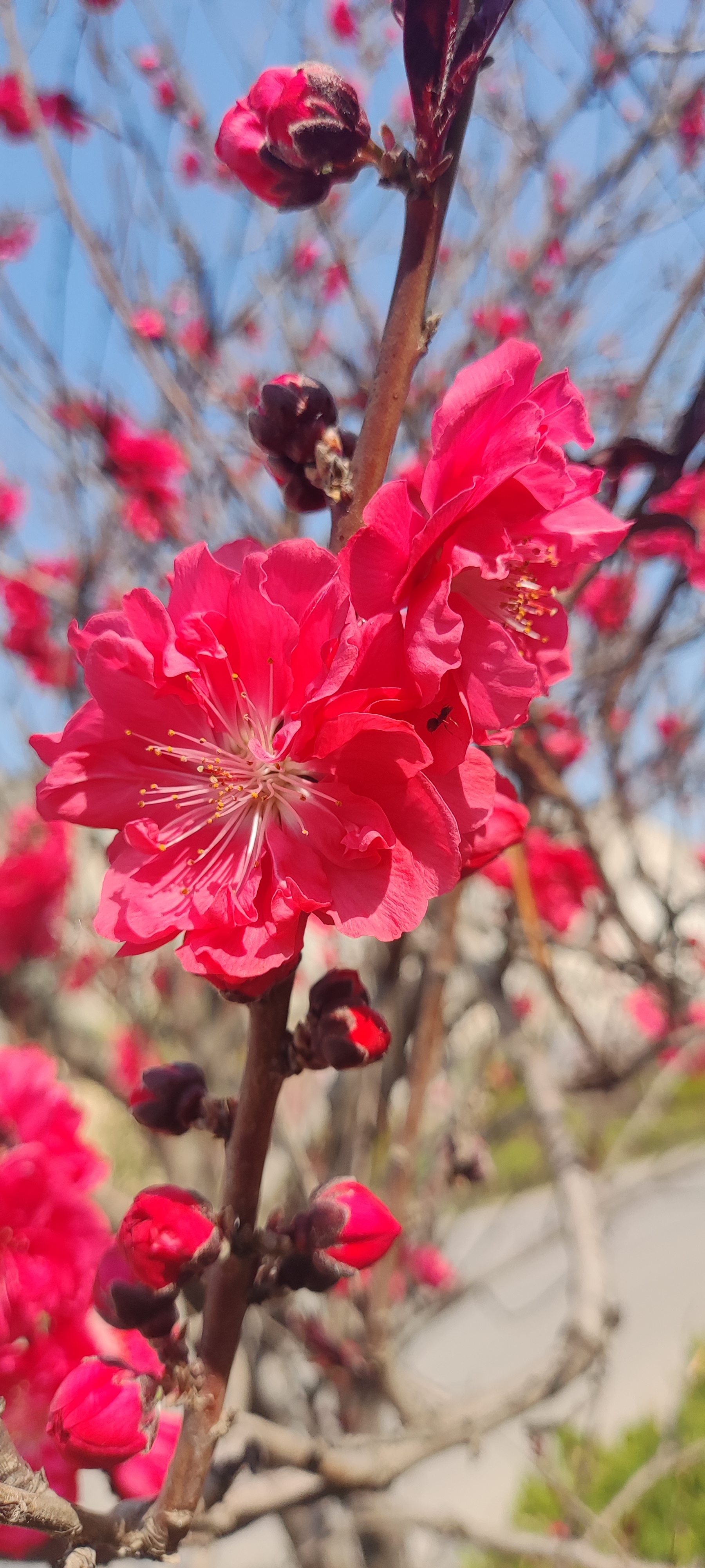 榆叶梅樱花图片