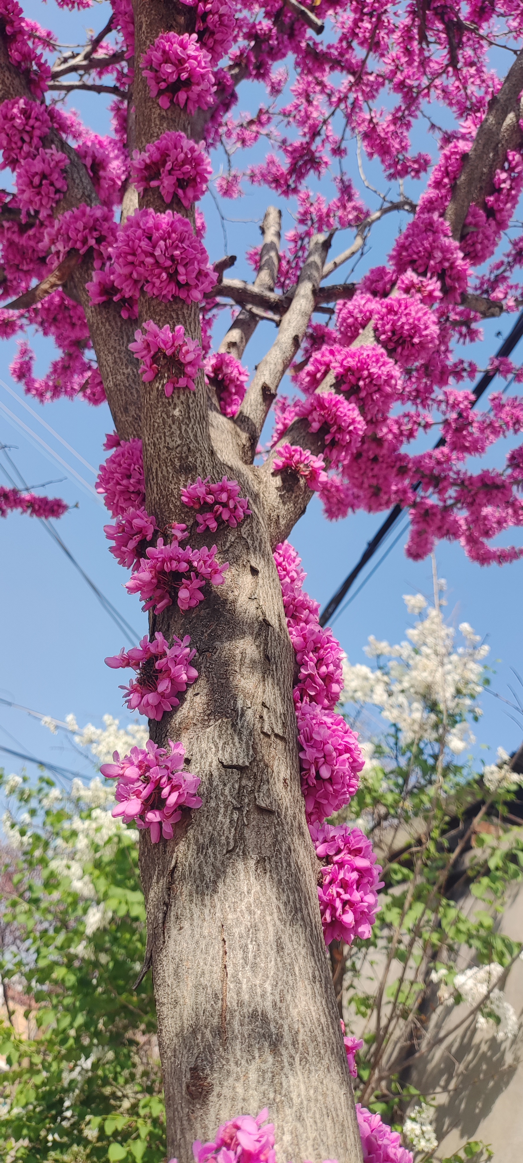 榆叶梅樱花图片