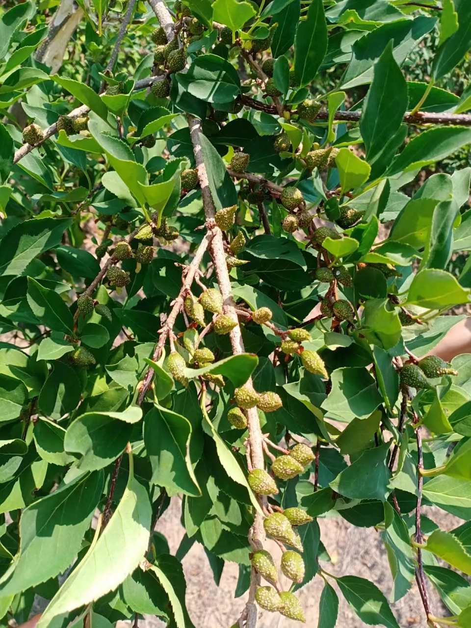 药用连翘苗亩收入过万