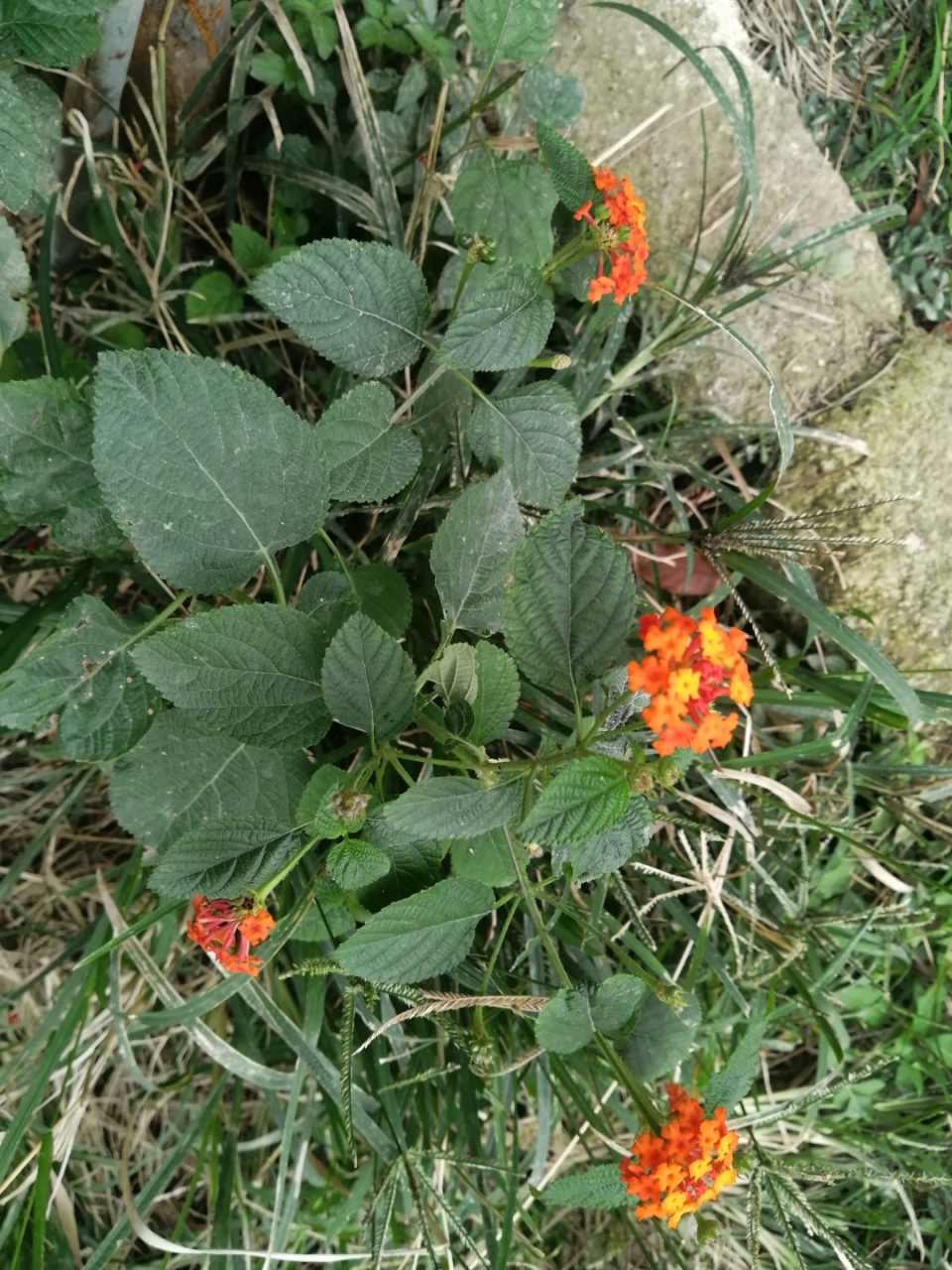 狗屎花 洗澡图片