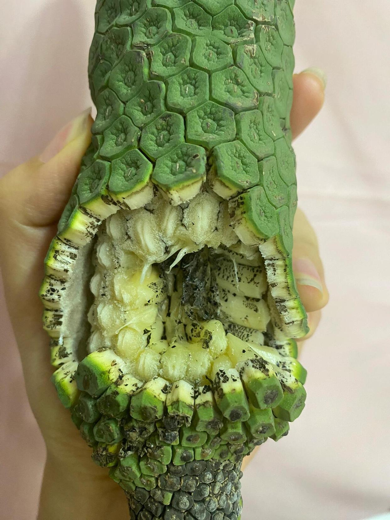 热点引擎计划