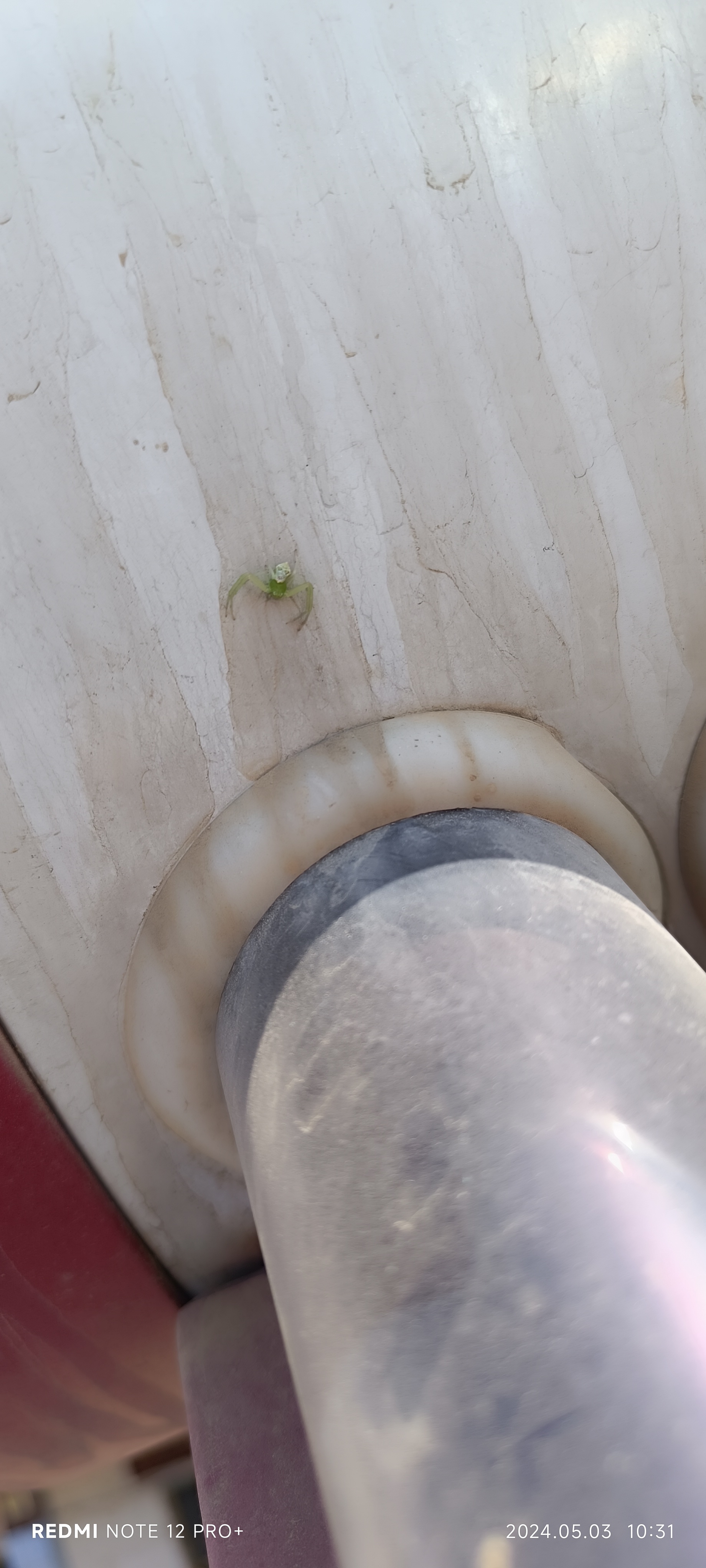 这就是传说中的人面蜘蛛.以前只是听说过,没想到还真有啊.