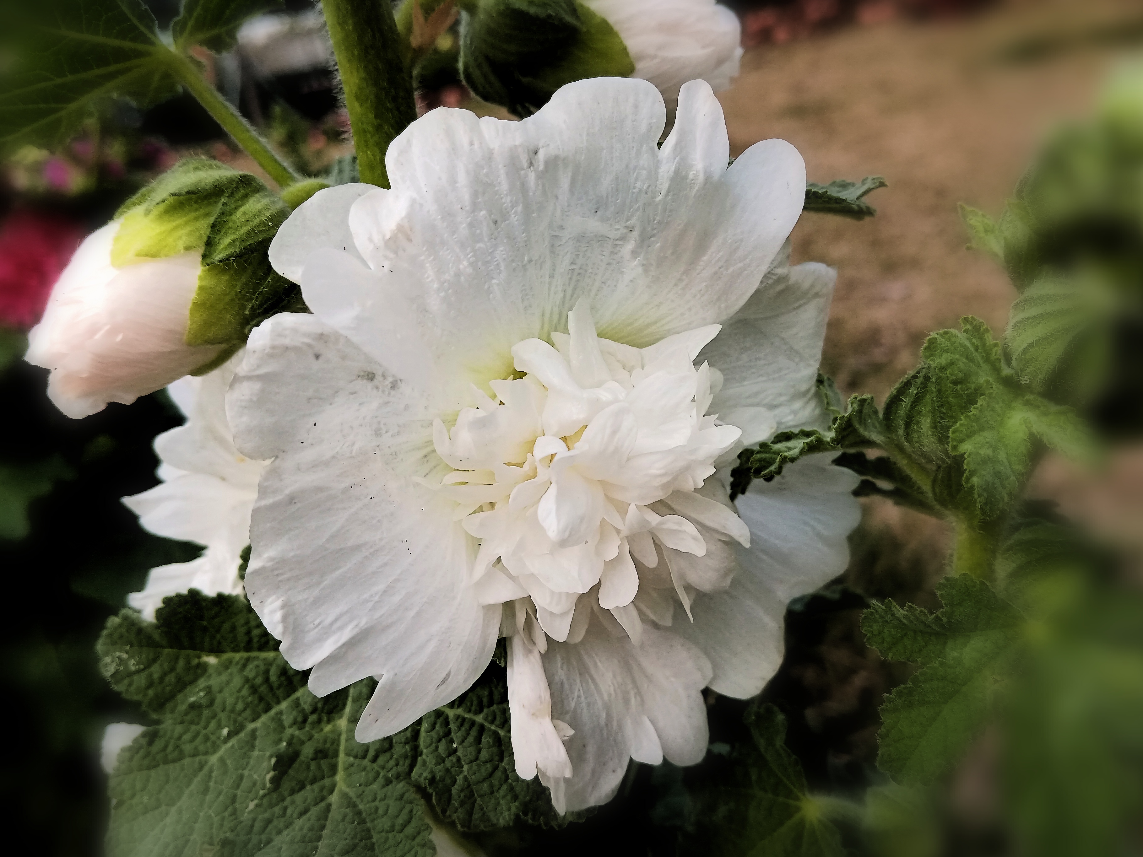 白色的蜀葵,纯洁美丽,静静开放.#花# #植物