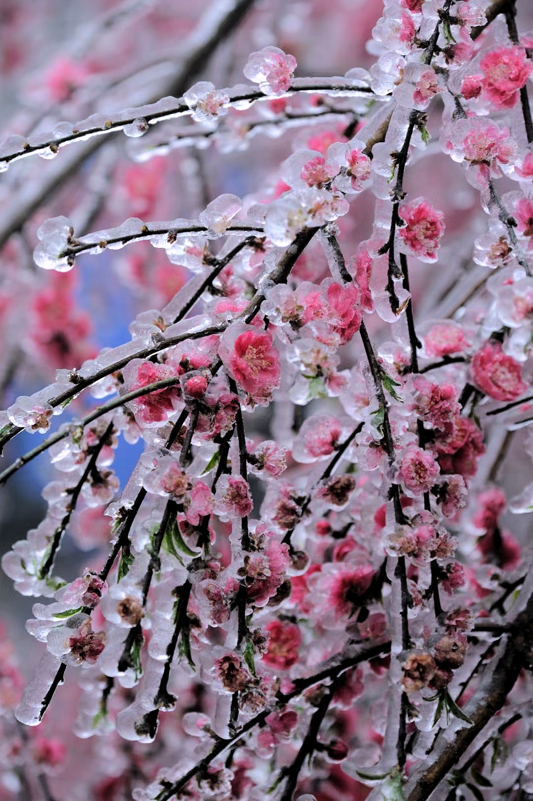 这组冰花图片很美