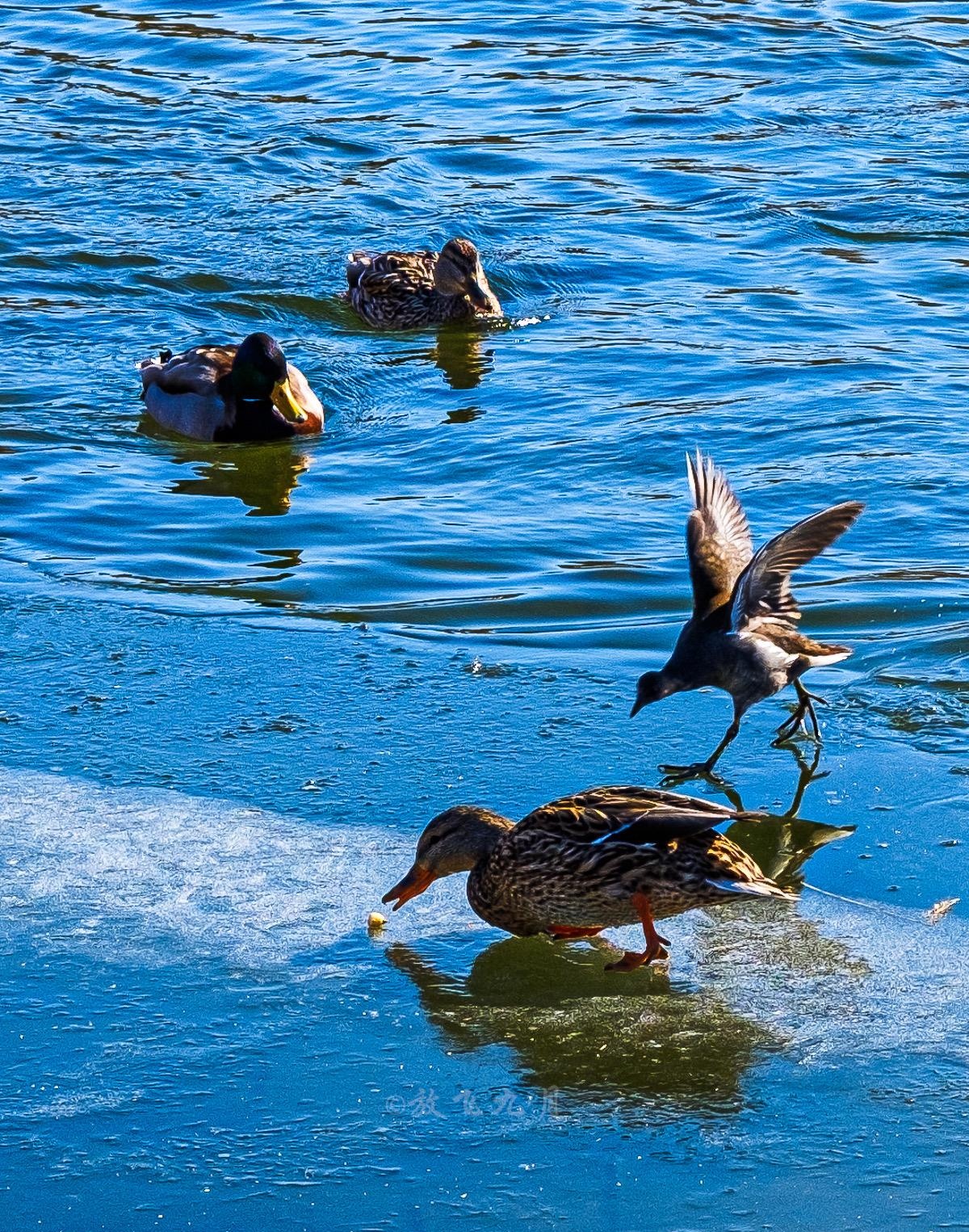 冰面之上浪漫景色.水域中,绿头鸭,麻鸭自在戏水,抢食的模样憨态可爱