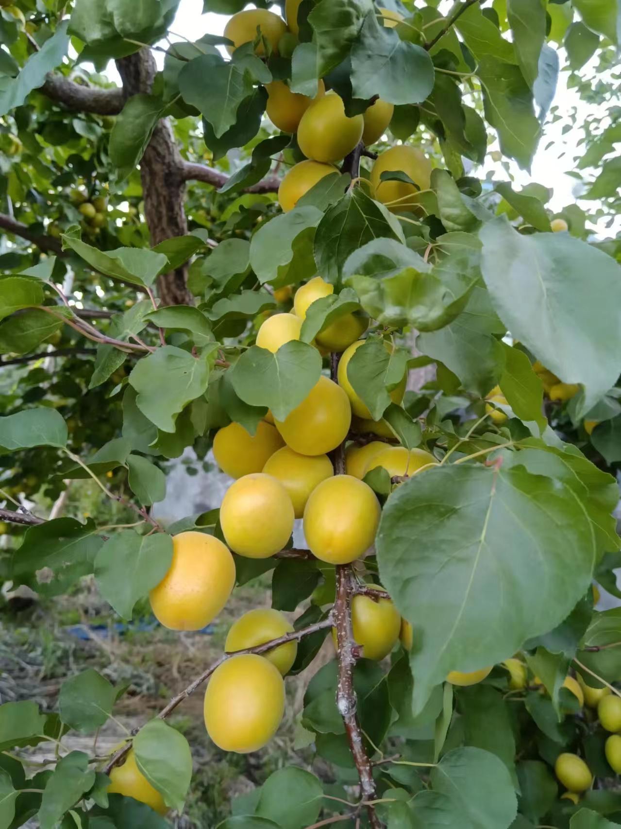 荷兰香蜜杏开花图片图片