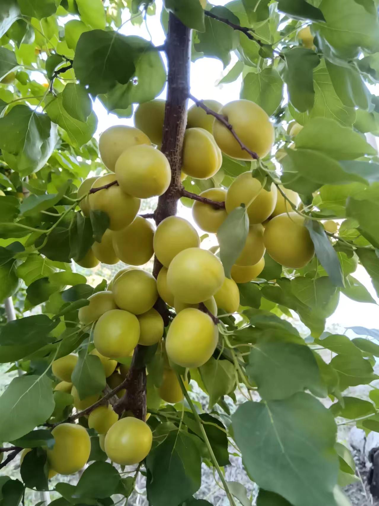 荷兰香蜜杏开花图片图片