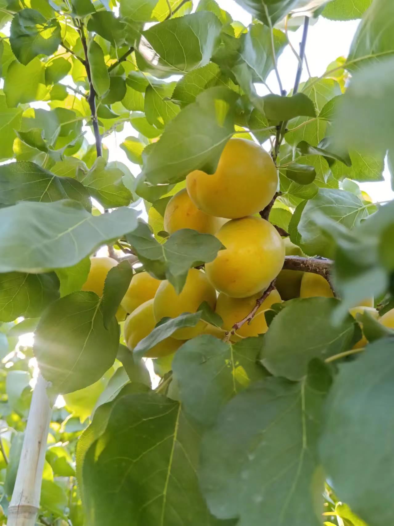 荷兰香蜜杏开花图片图片