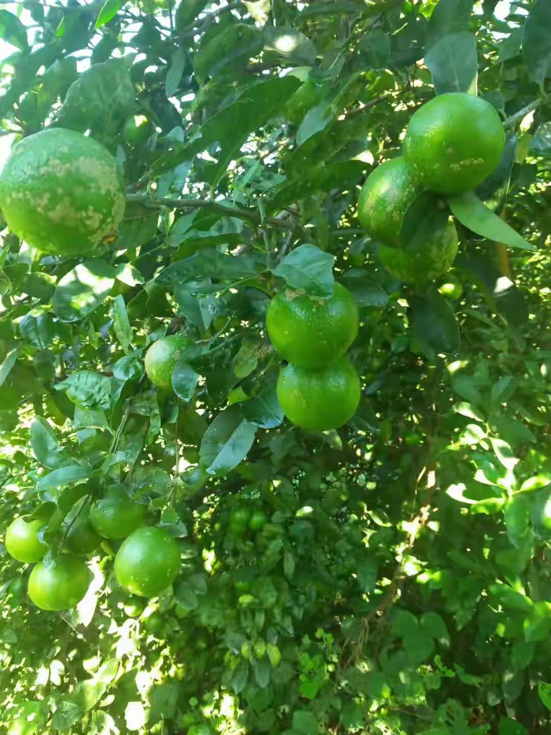 绿油油的果子挂满枝头,这是自己家种的牛角子,果实累累,今年又是一个