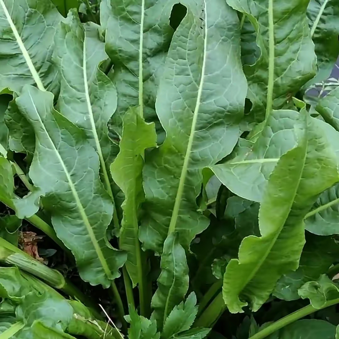 没人知道它的根和叶都是宝贝,它是我们解毒的一种野菜