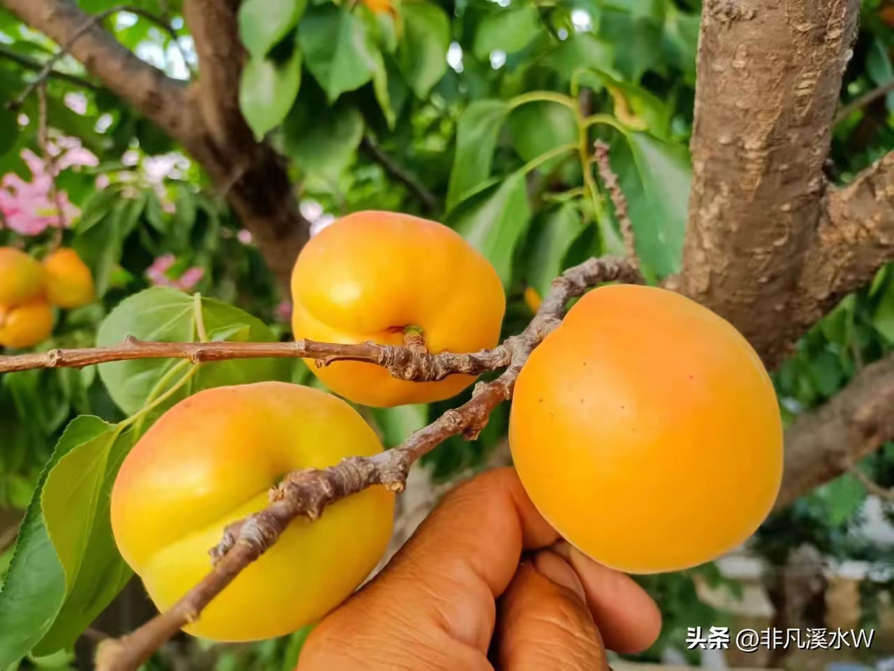 这个杏子不是小个杏,是大个头的,杏很甜,微微带一点酸,口感没得说