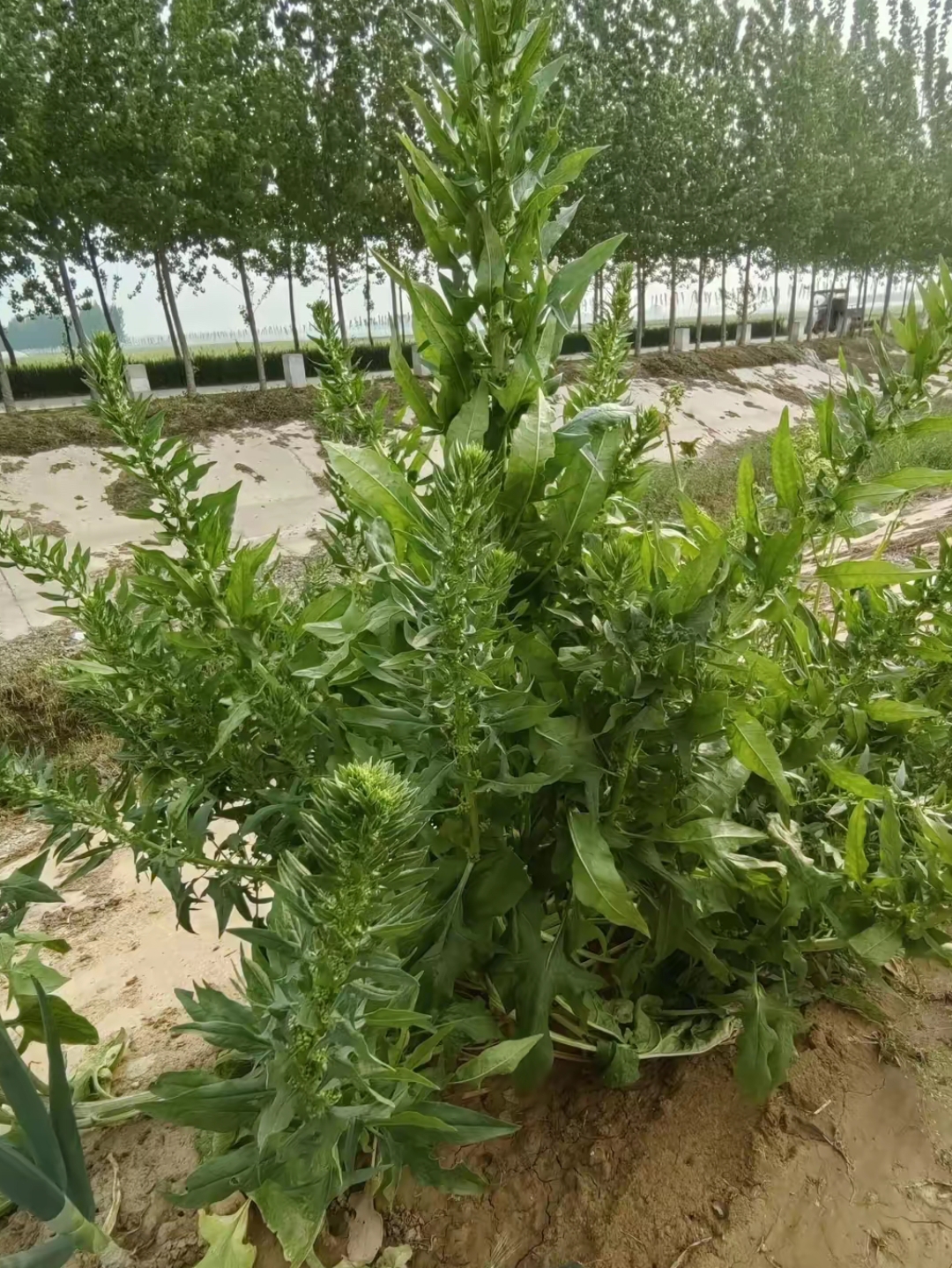第一次看到这个菜长这么高,如果不是农村人还真不知道这是什么菜?