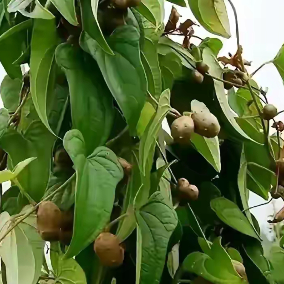 大吴风草的果实图片