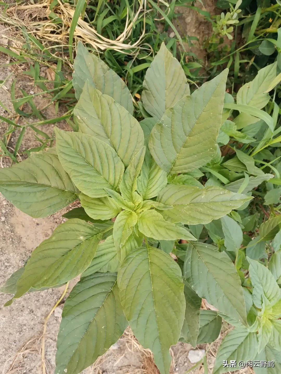 母鸡头野菜图片