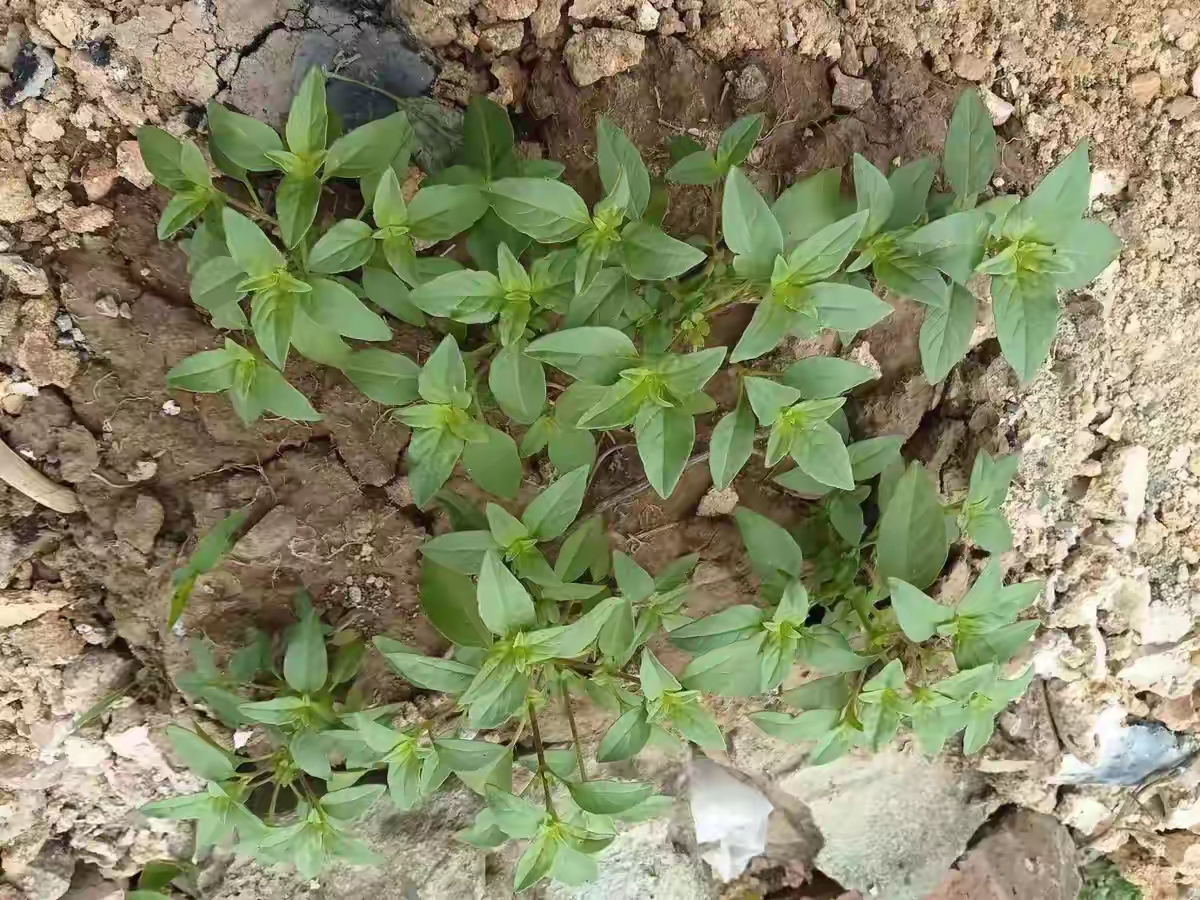 土萝卜丁野菜图片