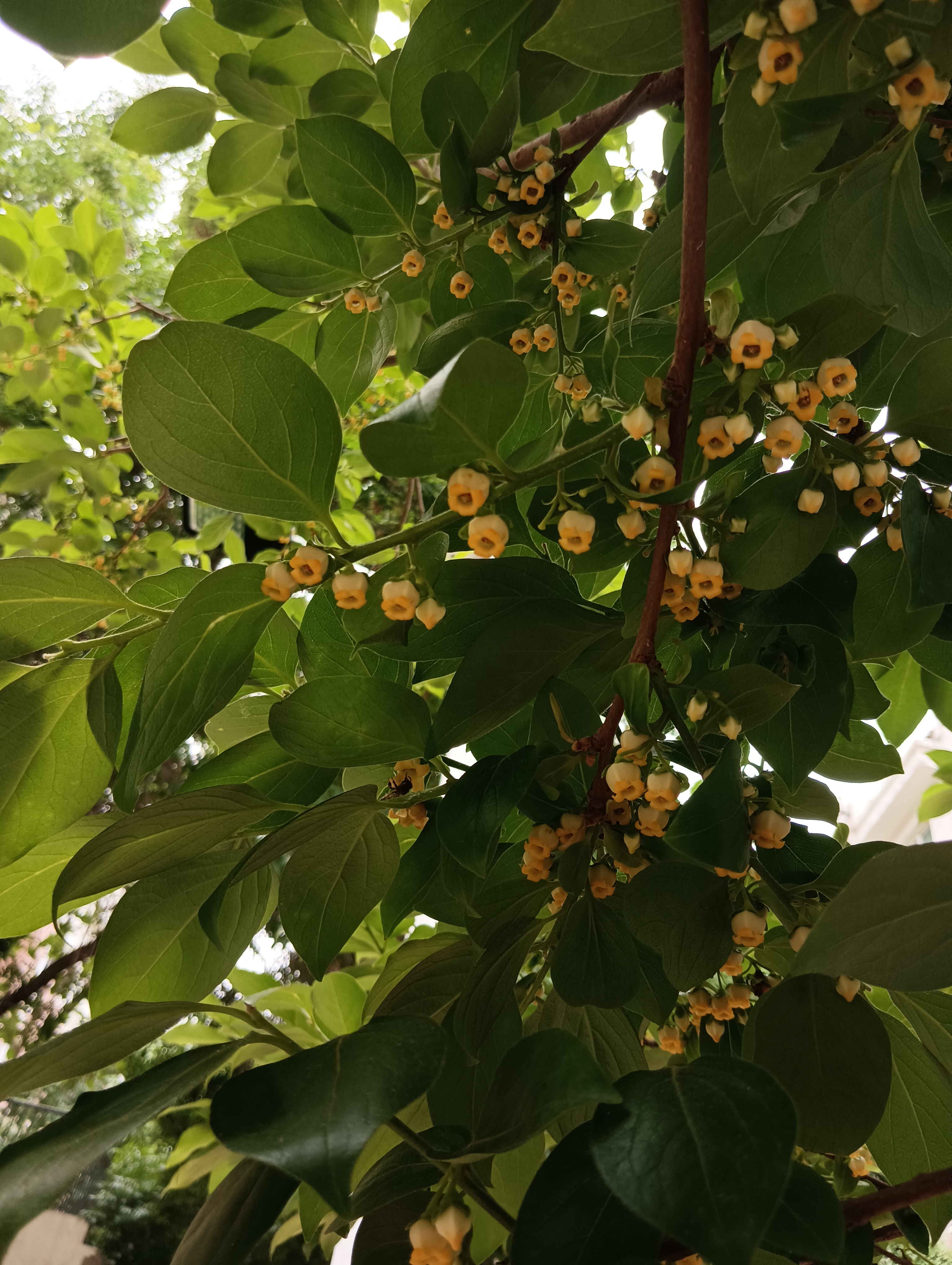 柿子树开花了,事事吉祥,事事如意