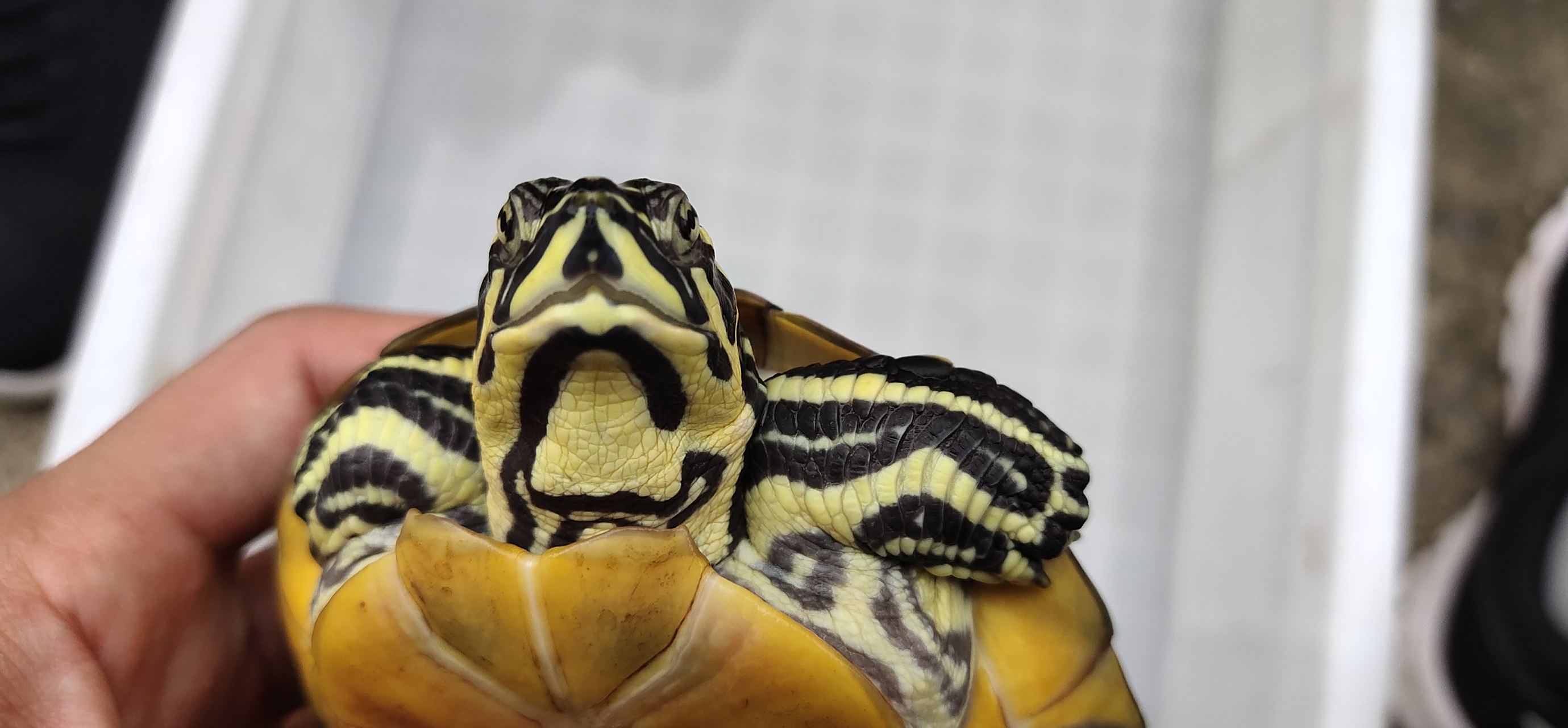 鸭嘴 火焰龟 #宠物# #乌龟