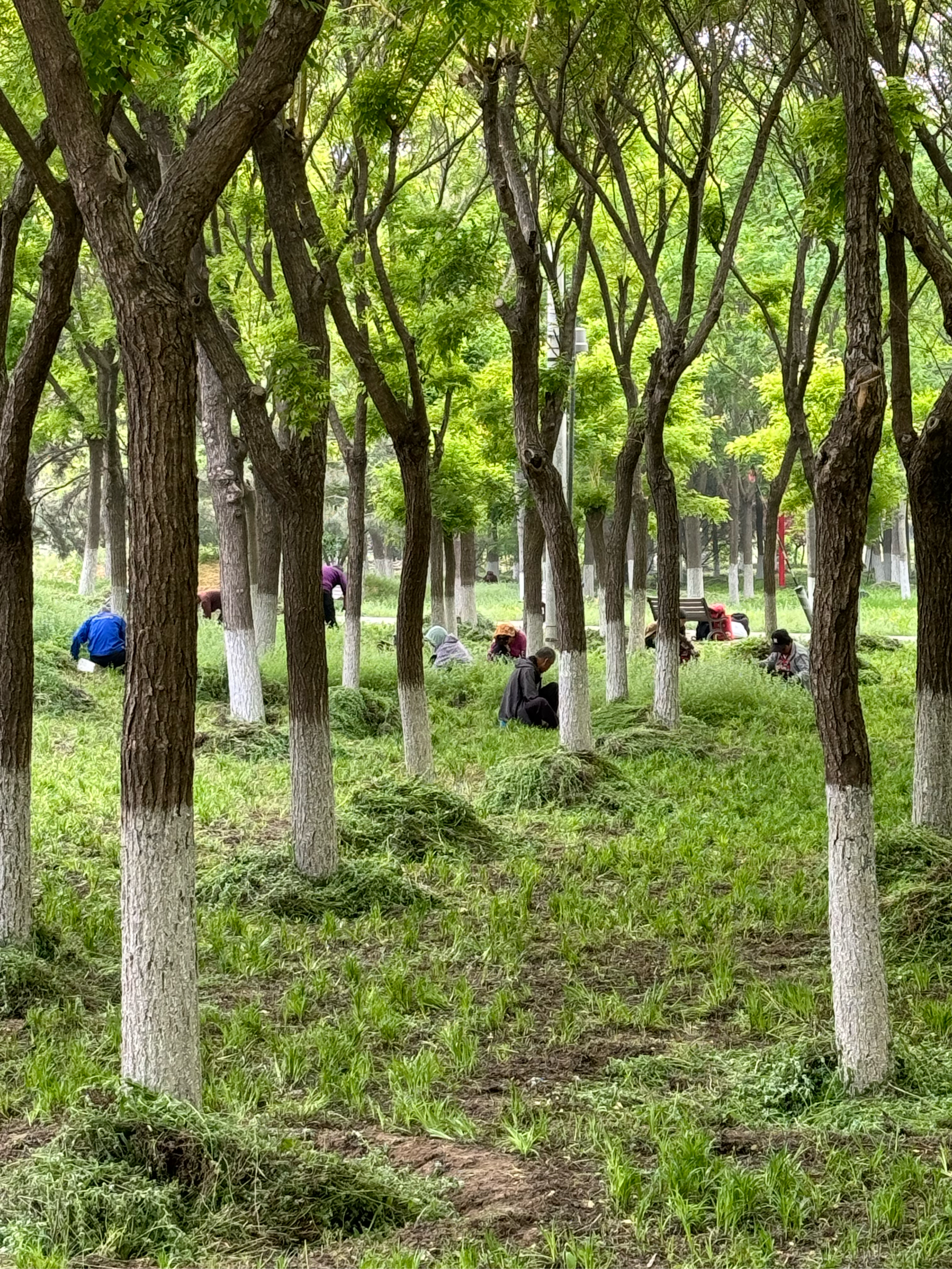 大兴清源公园图片