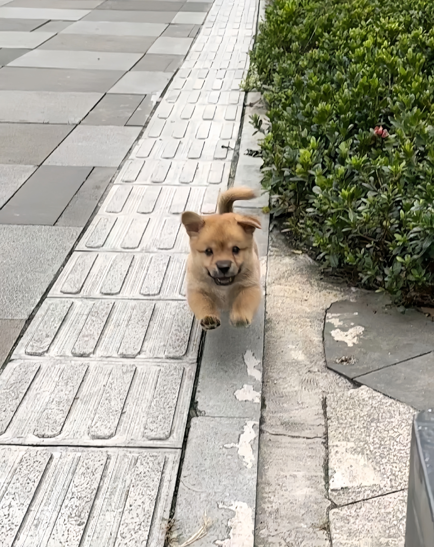 蹲在门口的狗图片图片