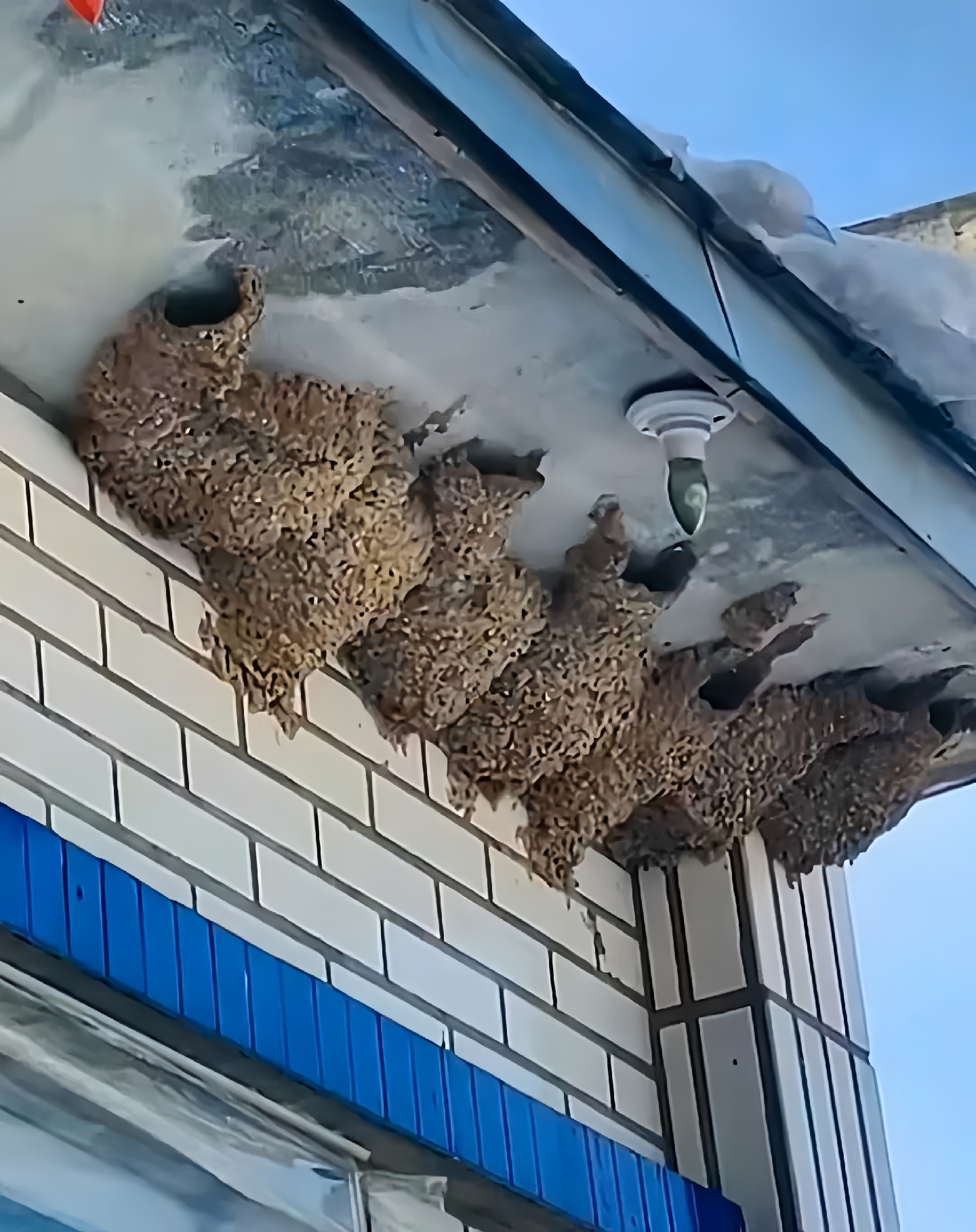 真是一处奇妙的景象,忽然抬头发现自家屋檐下筑起了这么多鸟窝,密密