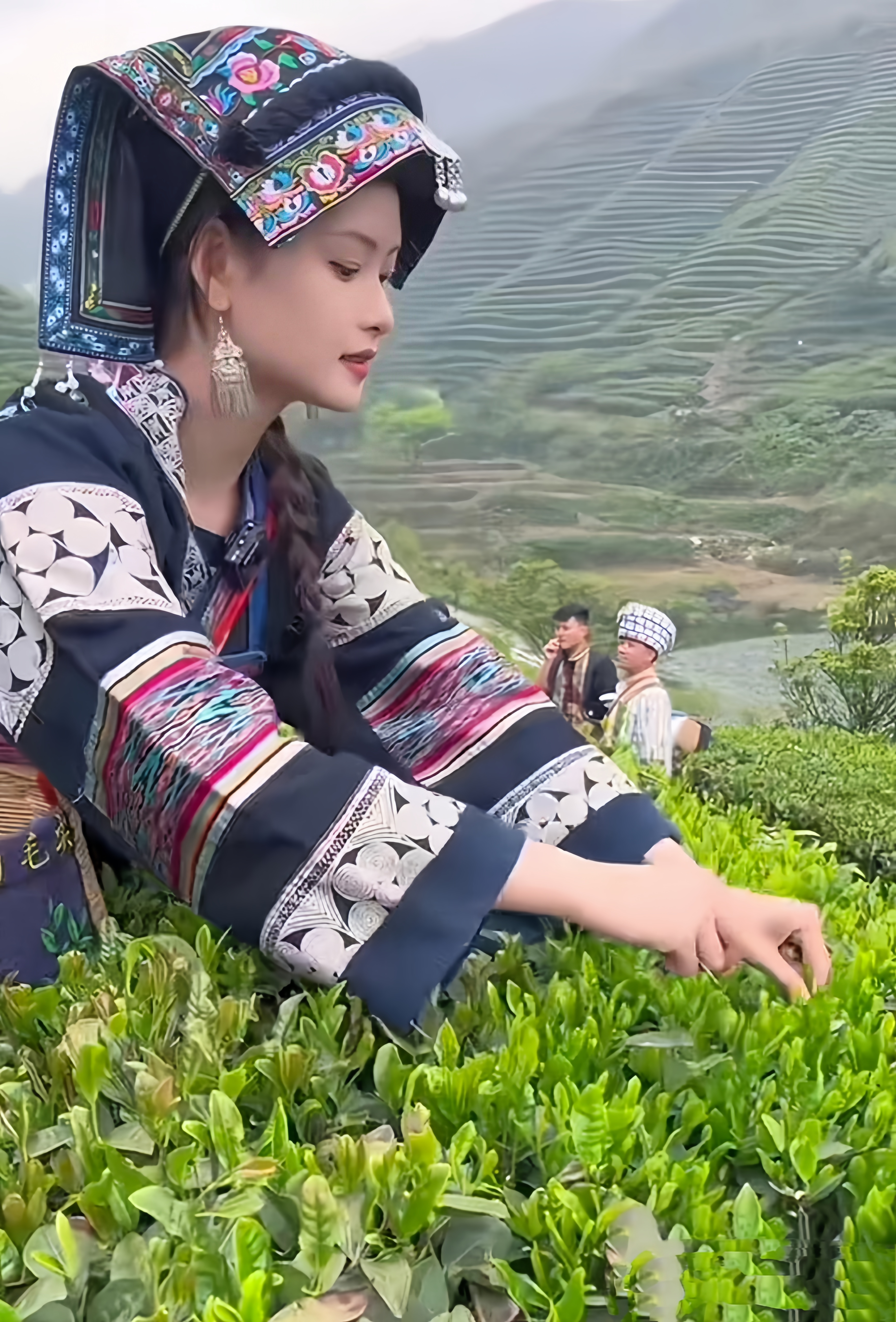 图片上两个年轻漂亮的采茶妹妹正在采茶忙,原来她们图片都是摆拍出来