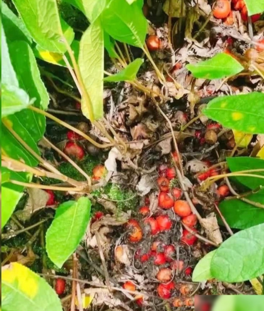 今日上山找野菜,意外发现这种红色怪果实露在土表,好奇之下刨开土挖出