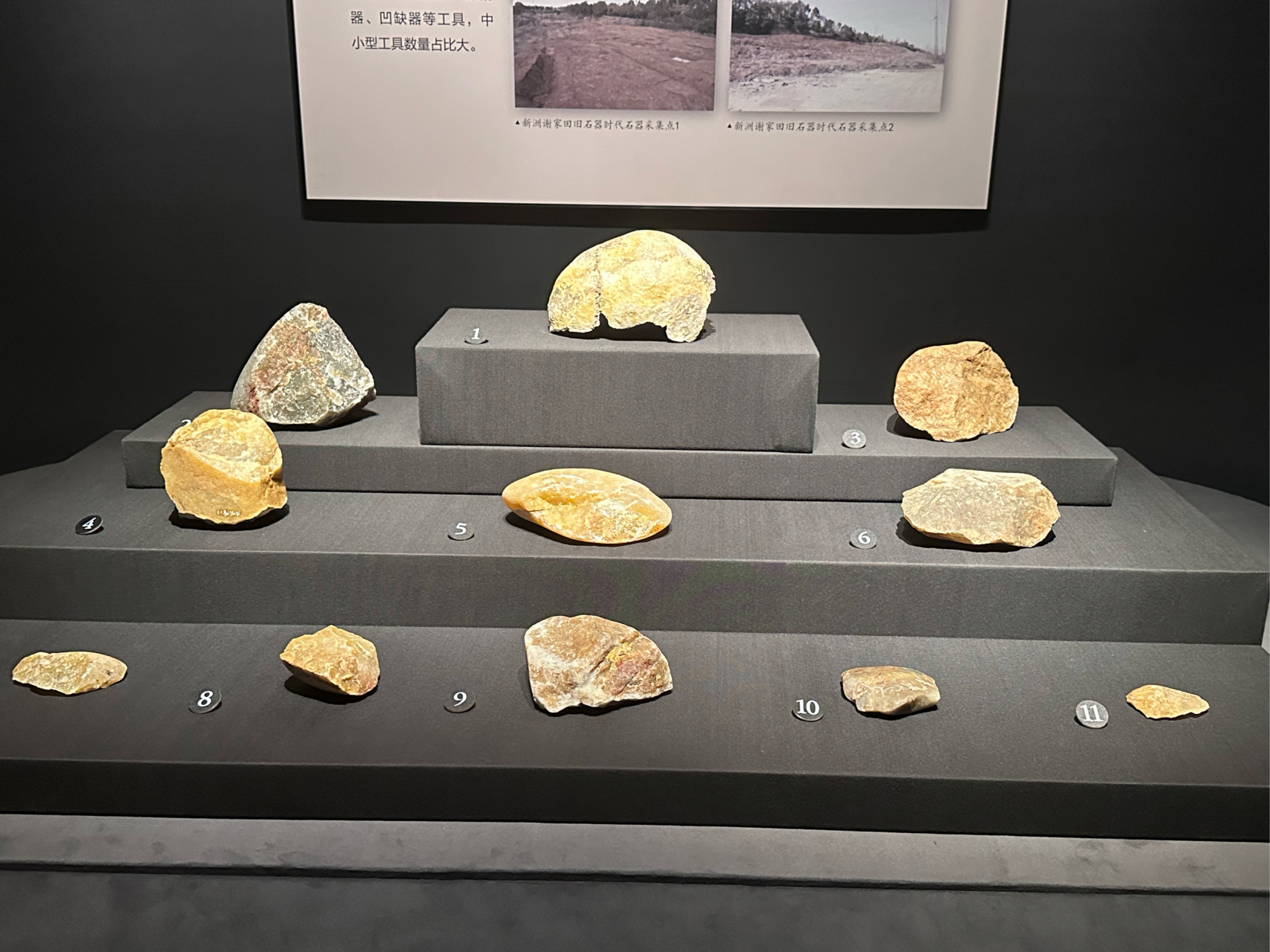 古生物化石展,见证亿年前的地球故事.
