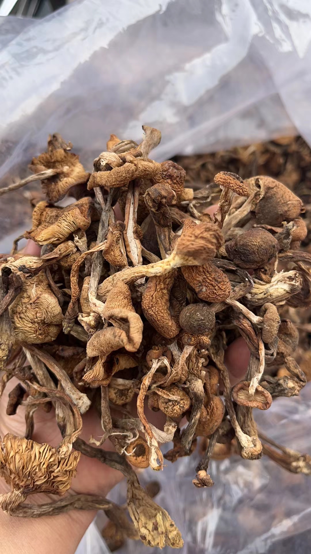 长白山野生蘑菇