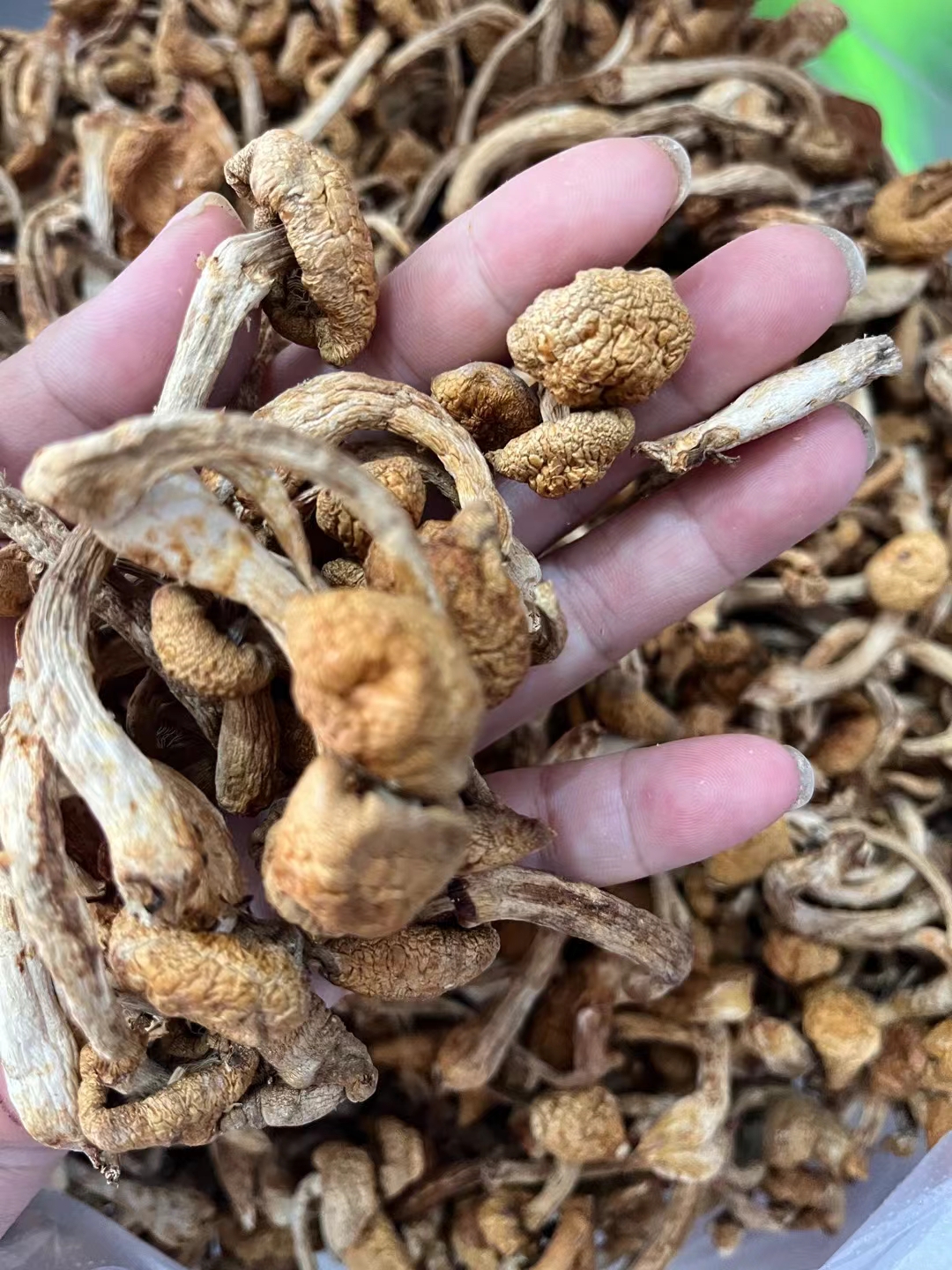 长白山野生蘑菇