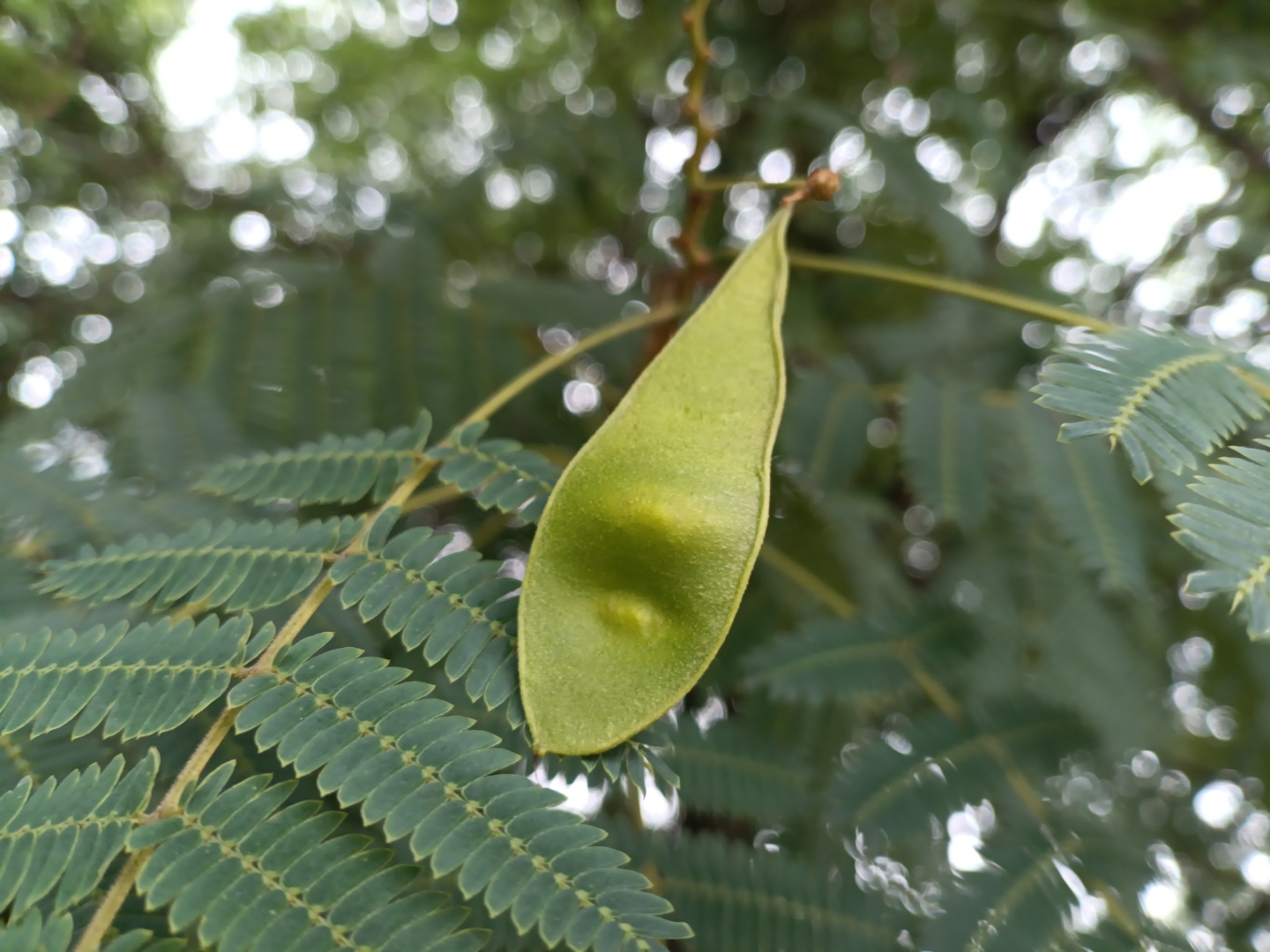 植物果实欣赏:合欢花果实#动态连更挑战