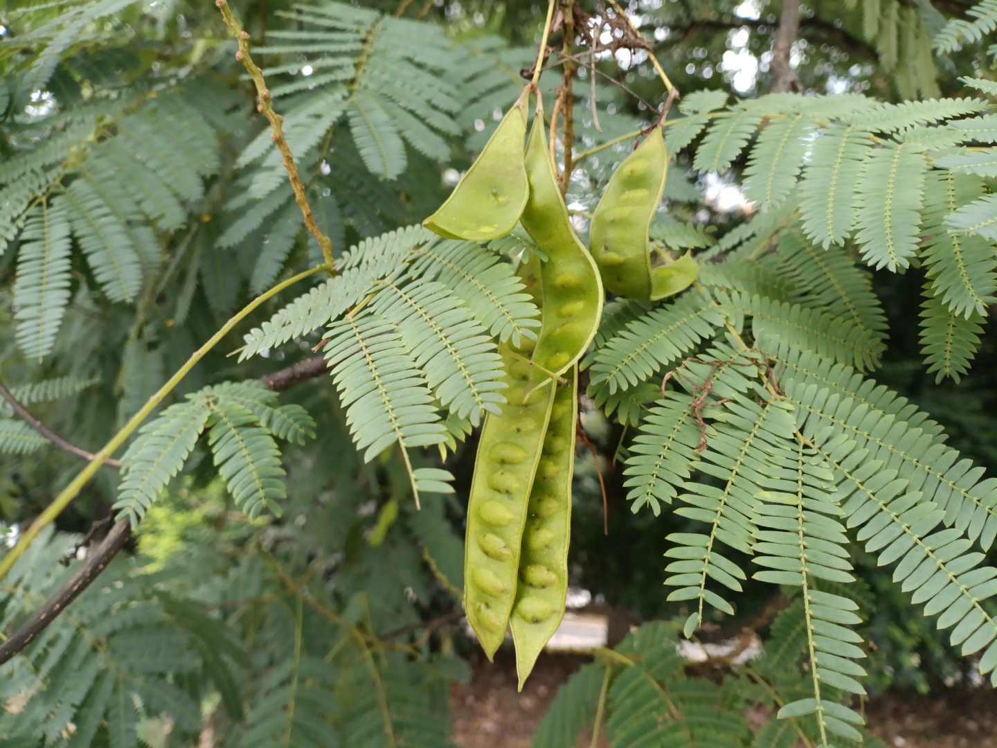 植物果实欣赏:合欢花果实#动态连更挑战
