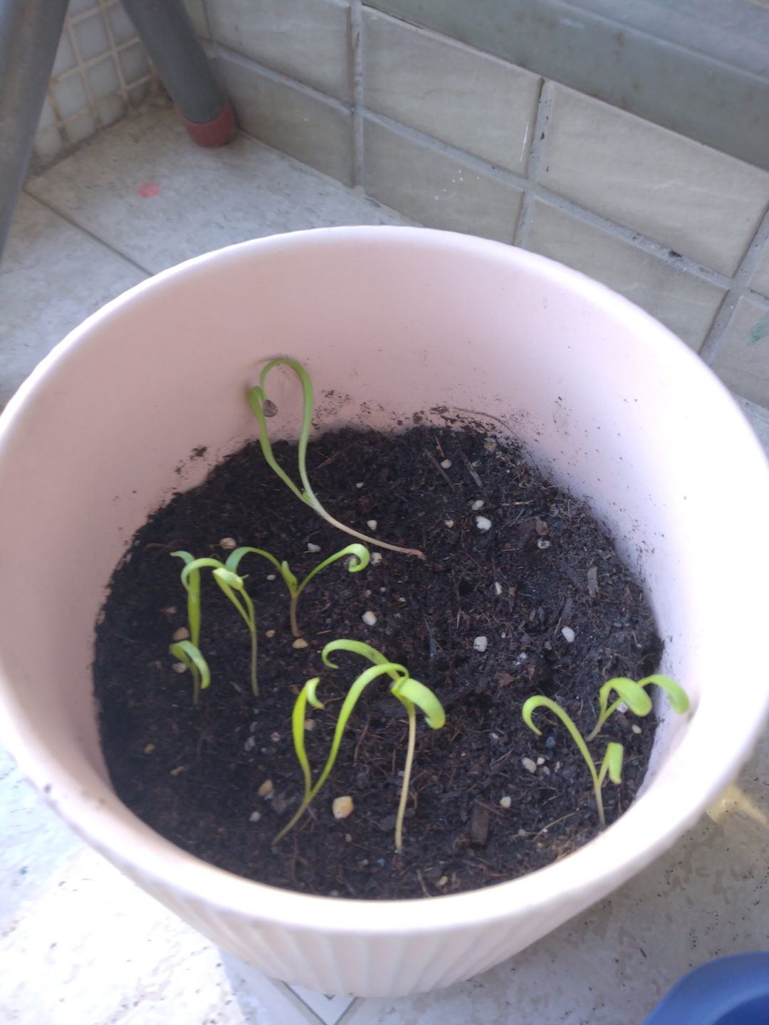 我种的菠菜发芽啦!