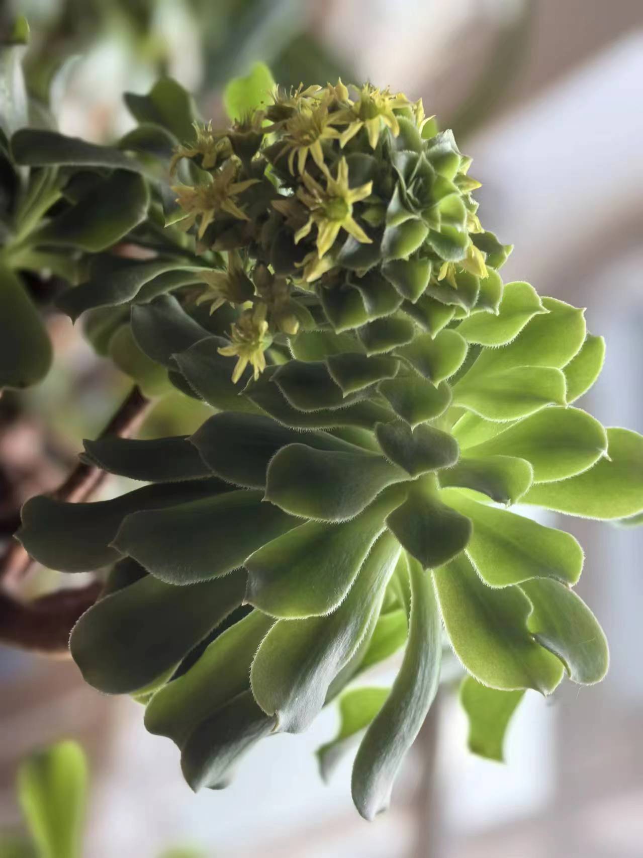 多肉植物开花的样子图片