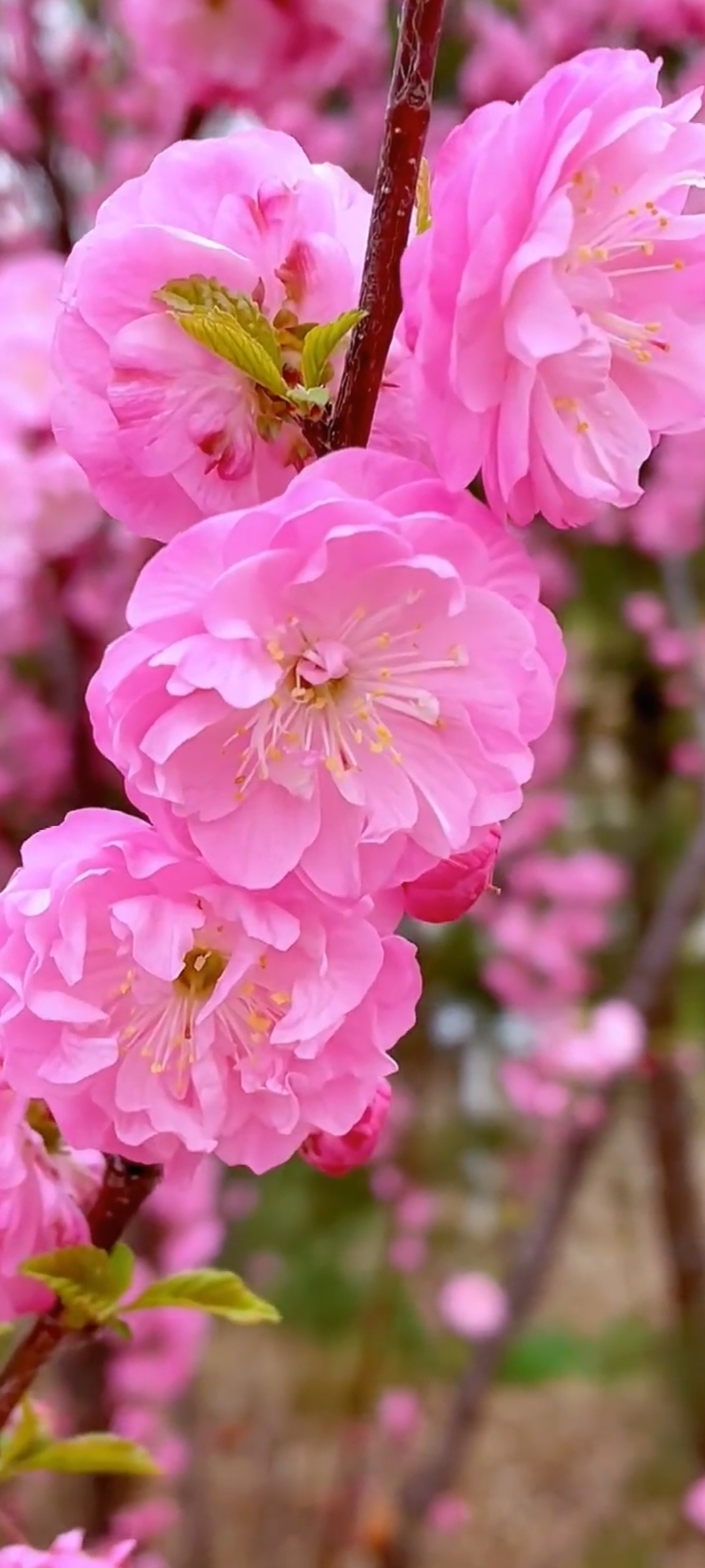 晒出你手机里的春天# 94 情人梅盛开,如诗如画,让人陶醉在这份自然