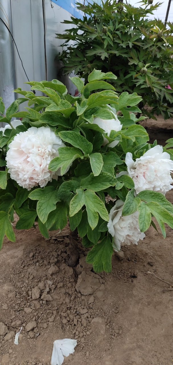 白色牡丹仙子,雪塔,那真叫美得出奇,洁白无瑕,韵味无穷.