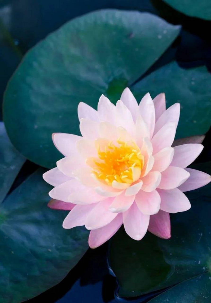 【 成长 】 人只有知道自己无知后, 才能从骨子里谦和起来, 不再恃才