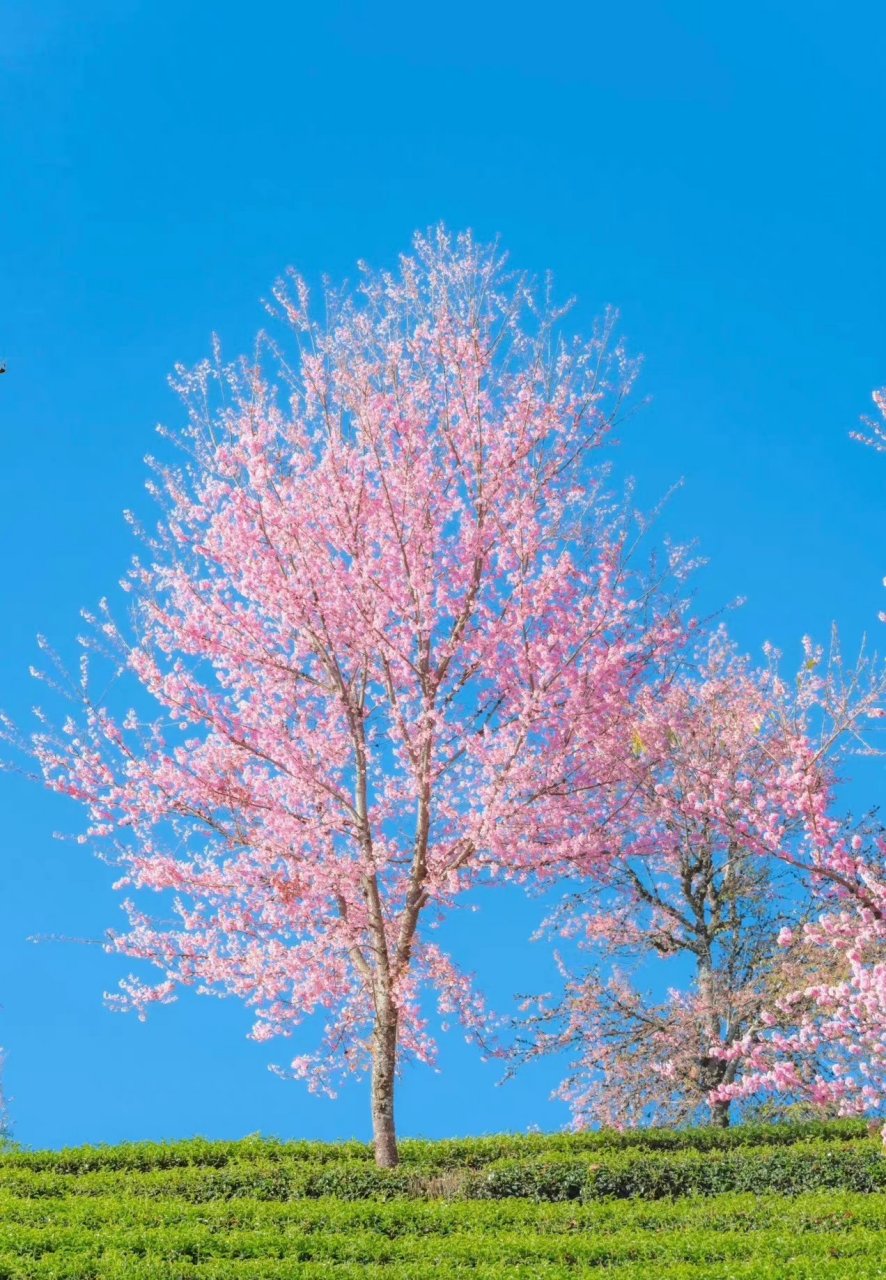 春风一笑花千树图片