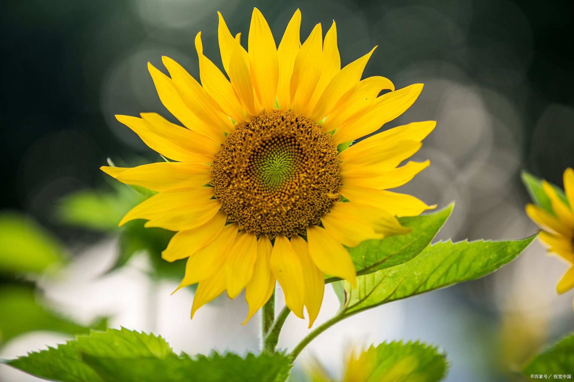 支撑我很久的一段话:  世界上没有一份工作不辛苦