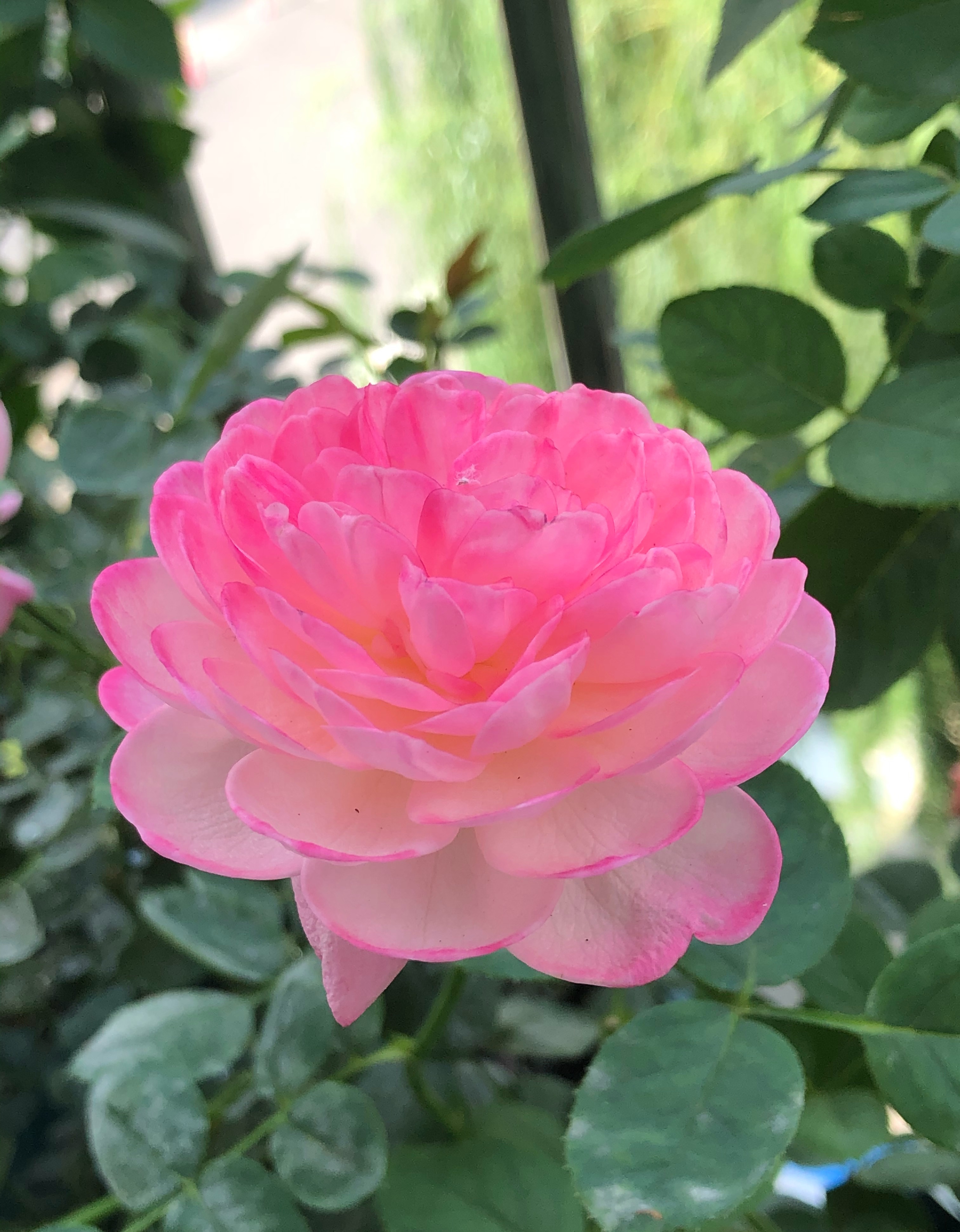 昨天是命,已成定数; 明天是运.@遇见尘缘的动态