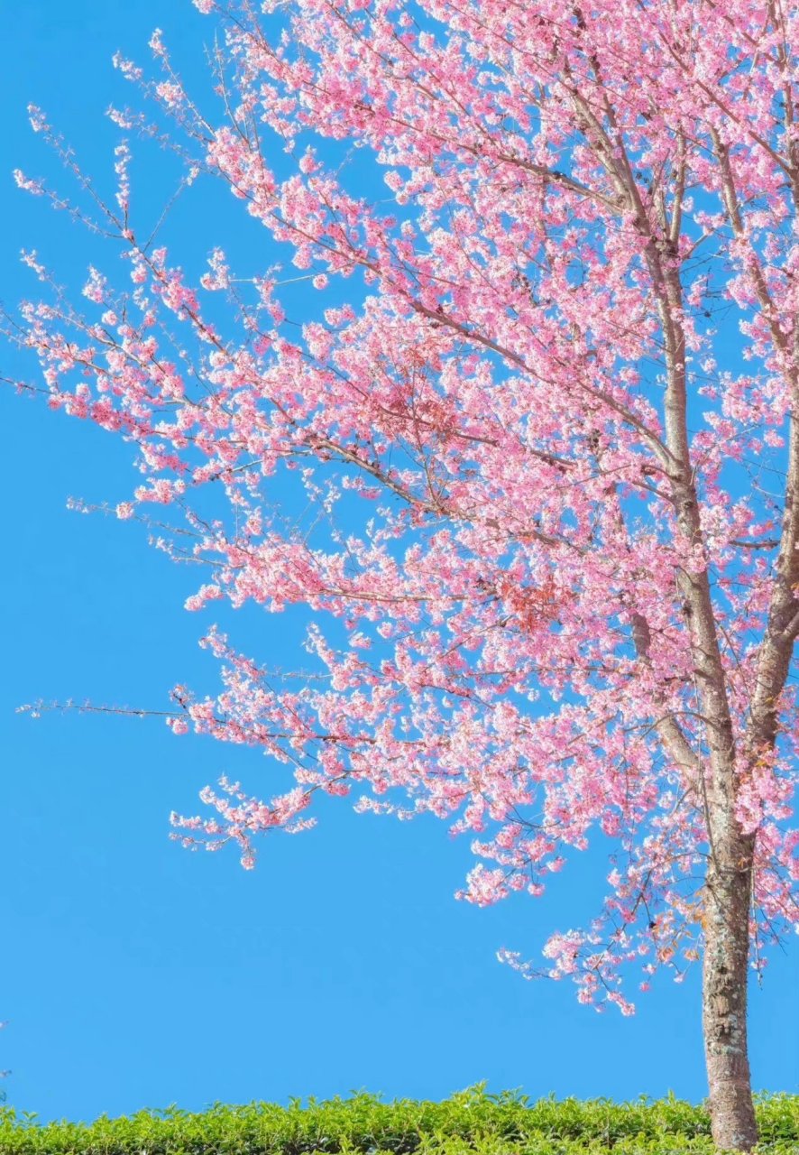 春风一笑花千树图片