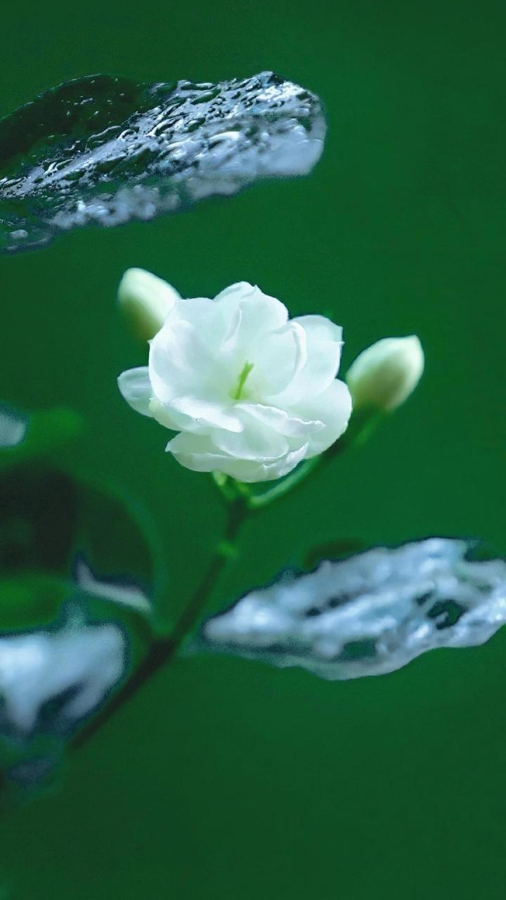 "送君茉莉  愿君莫离"  好一朵美丽滴茉莉花